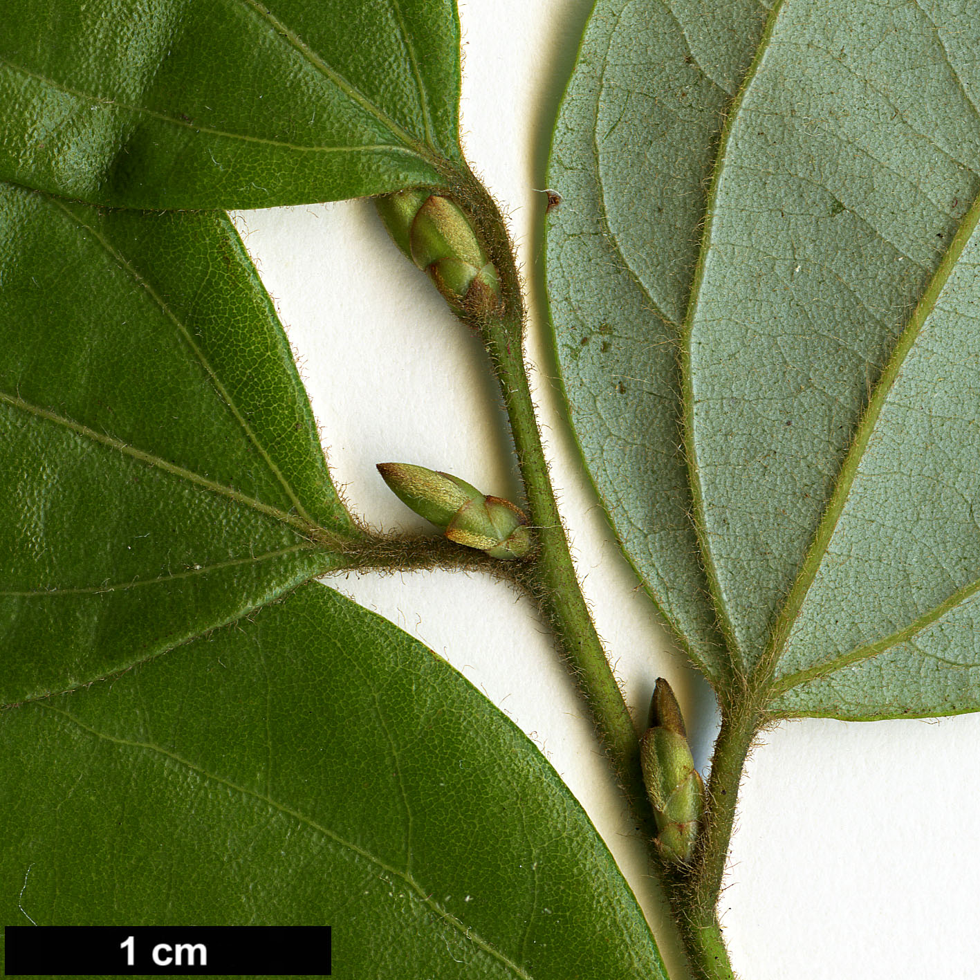 High resolution image: Family: Lauraceae - Genus: Lindera - Taxon: aggregata