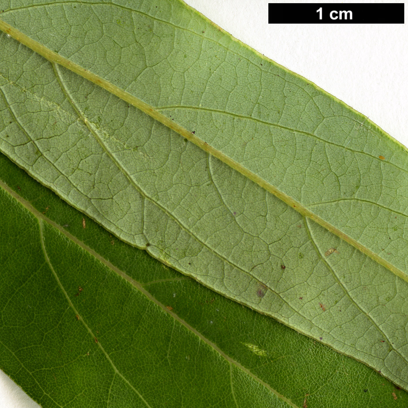 High resolution image: Family: Lauraceae - Genus: Lindera - Taxon: angustifolia