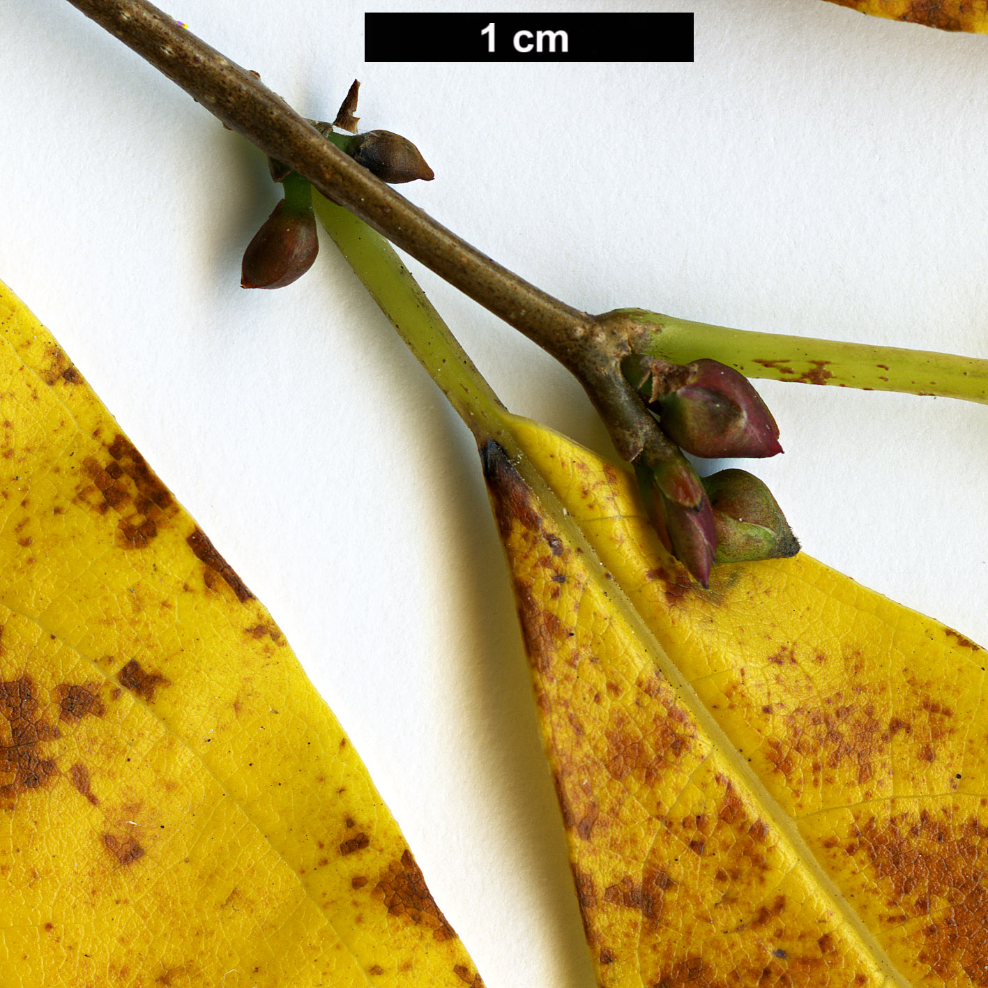 High resolution image: Family: Lauraceae - Genus: Lindera - Taxon: benzoin