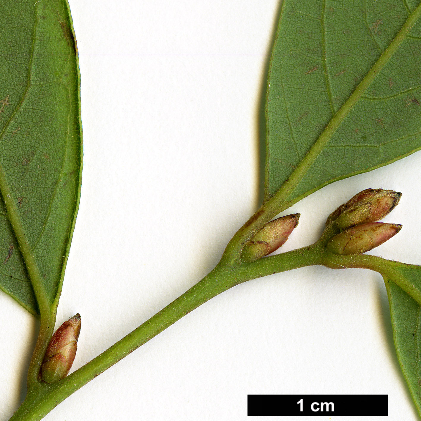 High resolution image: Family: Lauraceae - Genus: Lindera - Taxon: communis