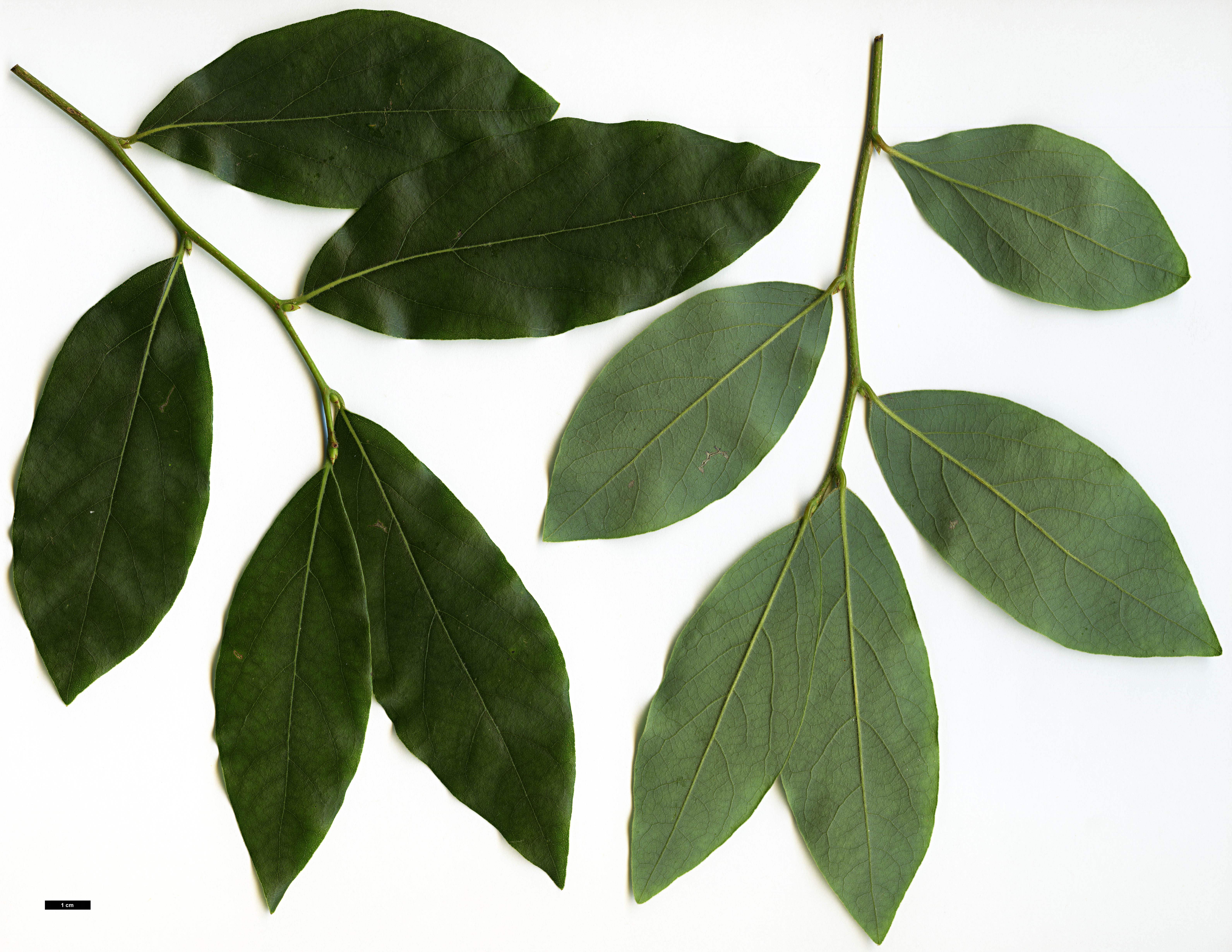 High resolution image: Family: Lauraceae - Genus: Lindera - Taxon: glauca