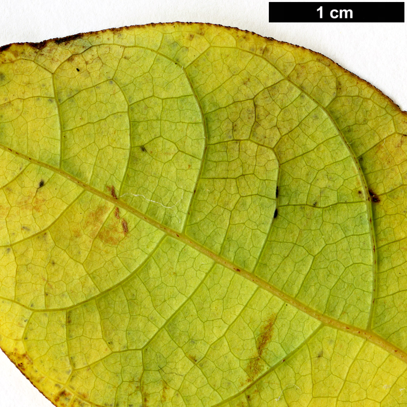 High resolution image: Family: Lauraceae - Genus: Lindera - Taxon: praecox