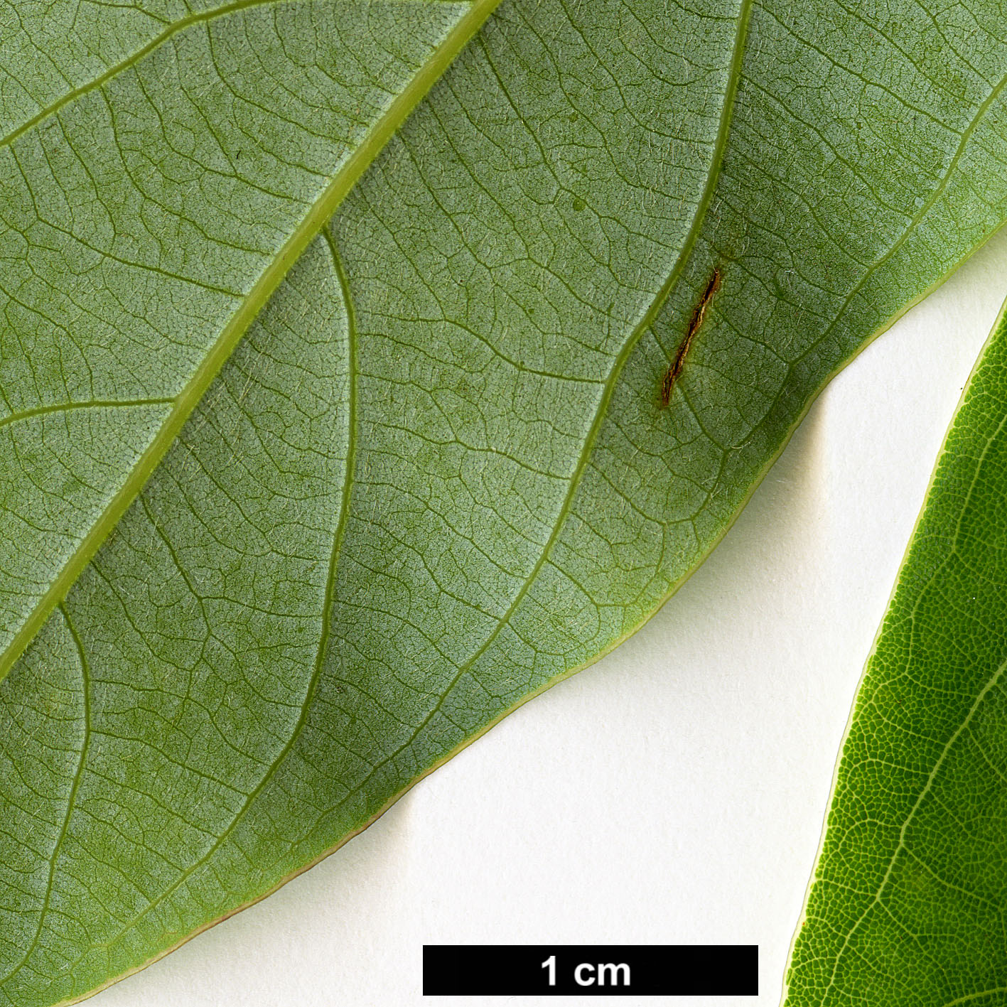 High resolution image: Family: Lauraceae - Genus: Lindera - Taxon: pulcherrima
