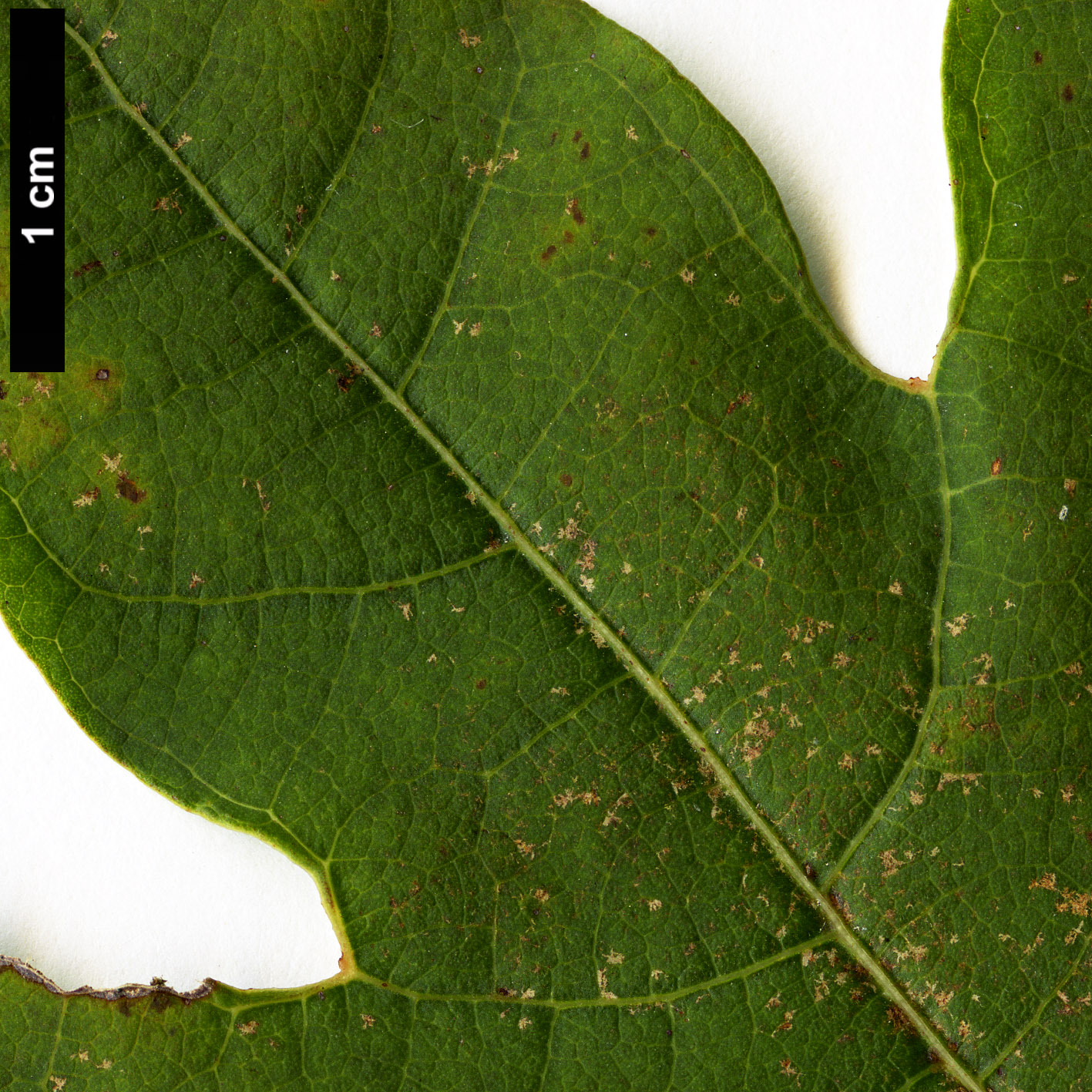 High resolution image: Family: Lauraceae - Genus: Lindera - Taxon: triloba