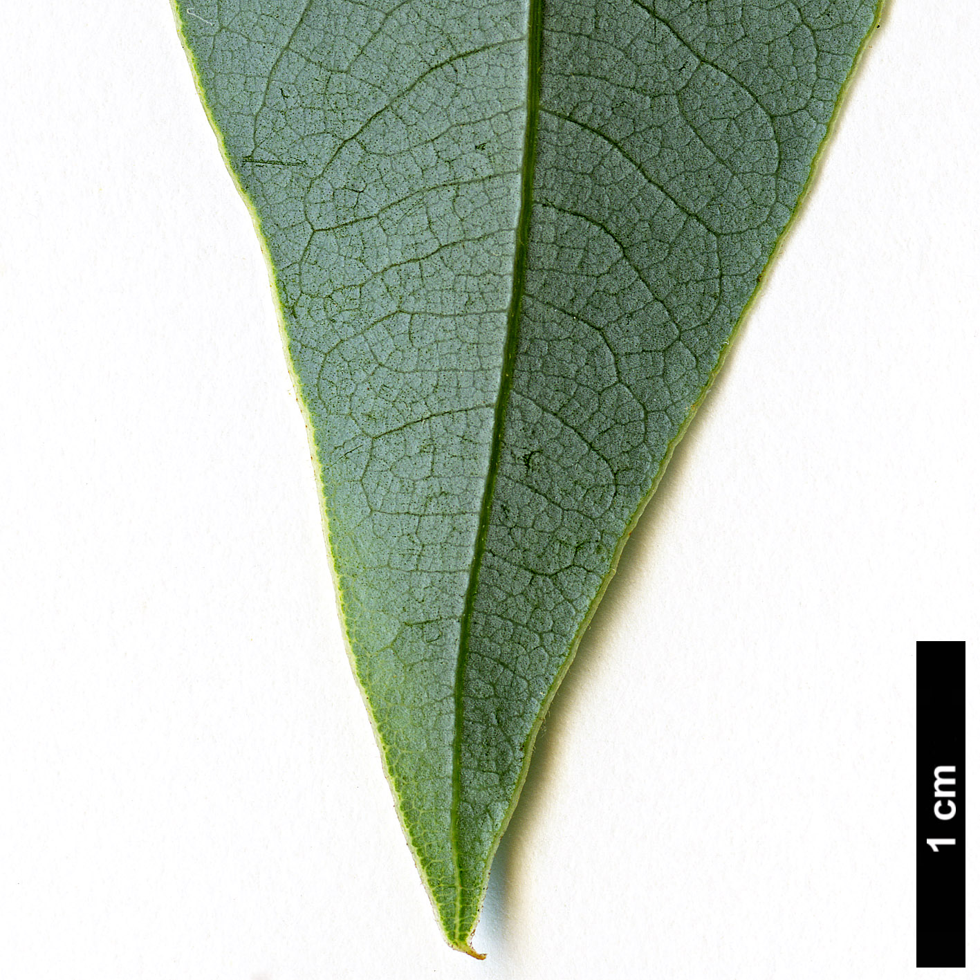 High resolution image: Family: Lauraceae - Genus: Litsea - Taxon: glaucescens
