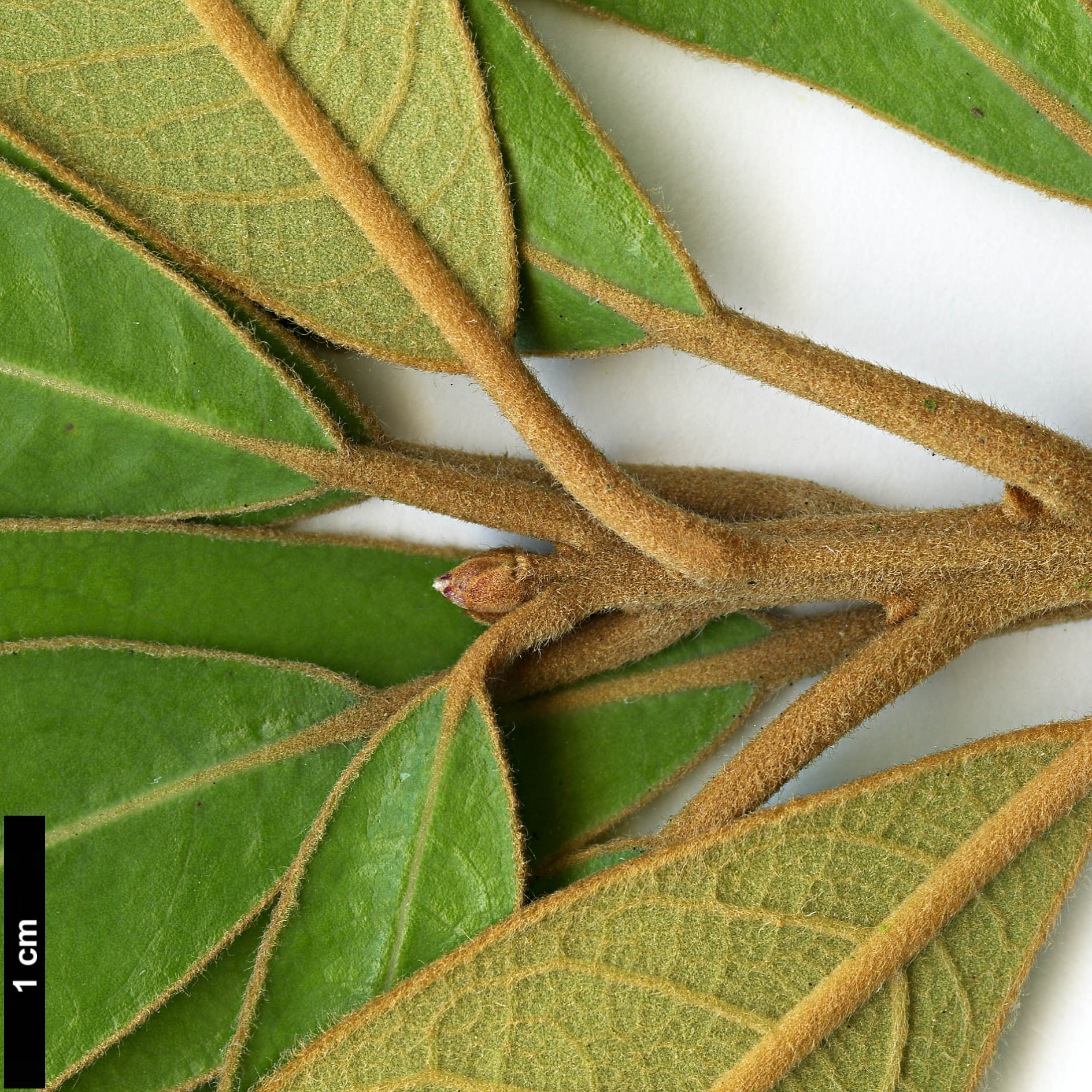 High resolution image: Family: Lauraceae - Genus: Litsea - Taxon: japonica