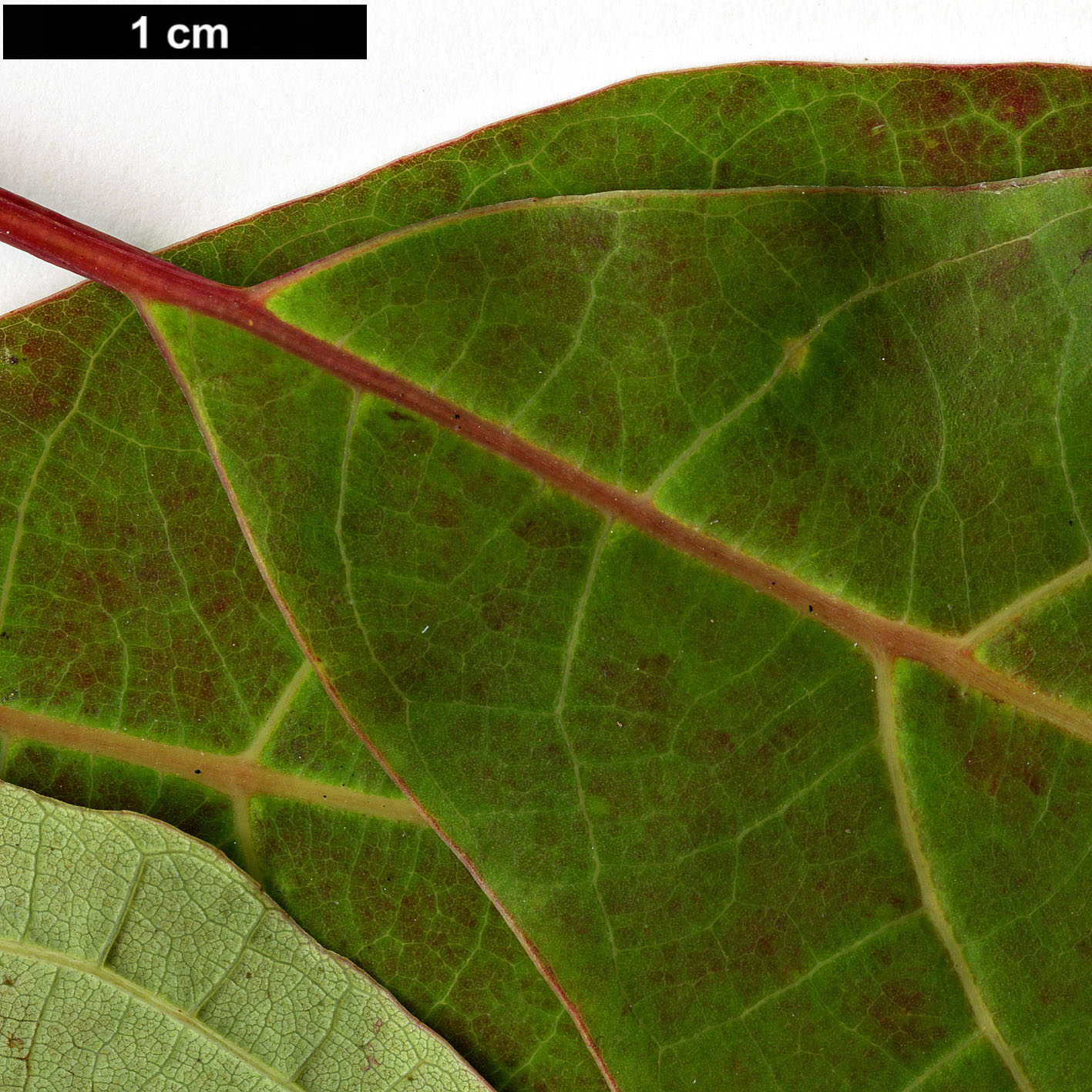 High resolution image: Family: Lauraceae - Genus: Sassafras - Taxon: randaiense