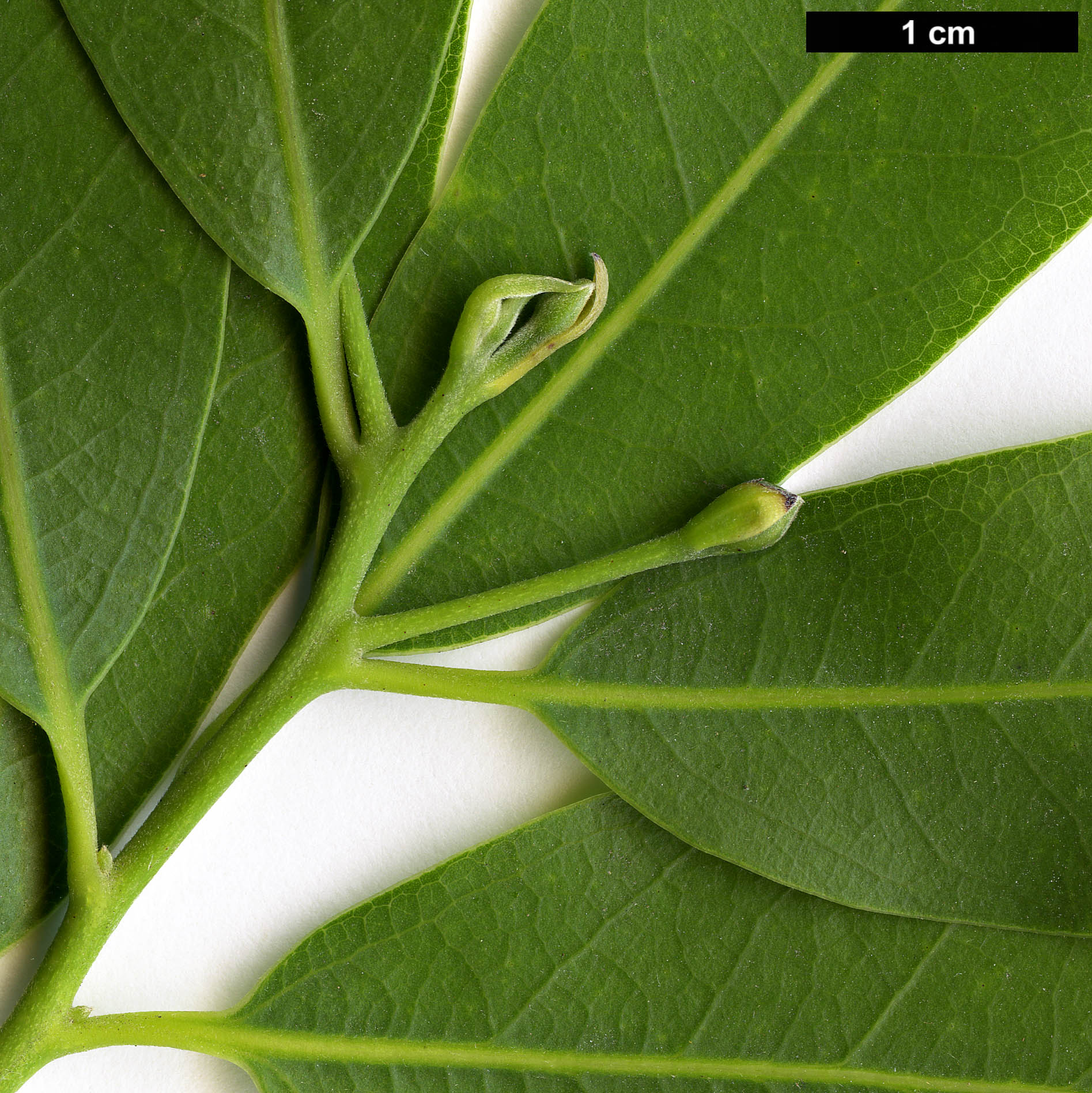 High resolution image: Family: Lauraceae - Genus: Umbellularia - Taxon: californica