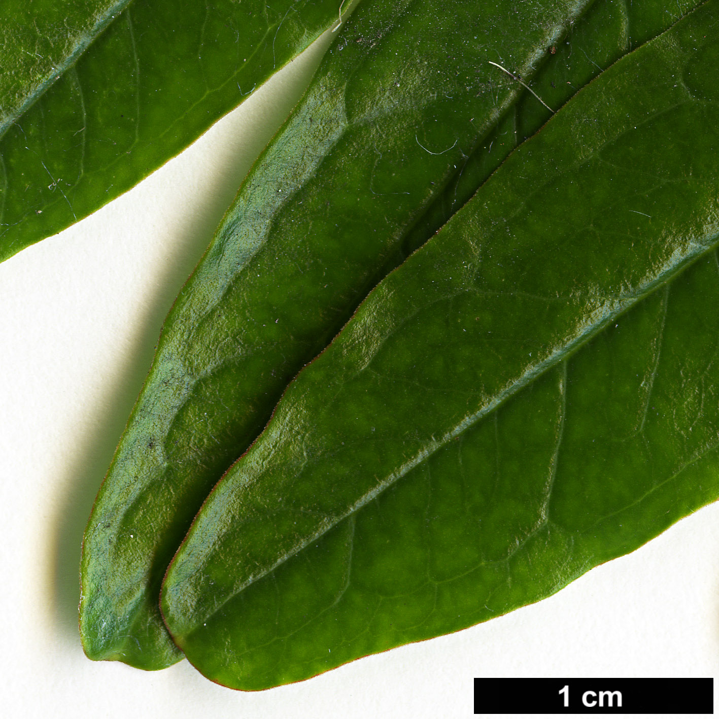 High resolution image: Family: Lythraceae - Genus: Punica - Taxon: granatum