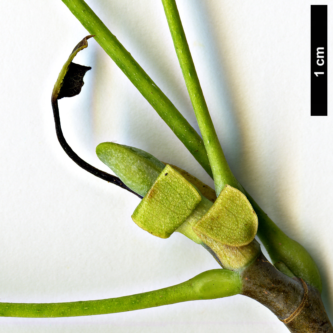 High resolution image: Family: Magnoliaceae - Genus: Liriodendron - Taxon: tulipifera