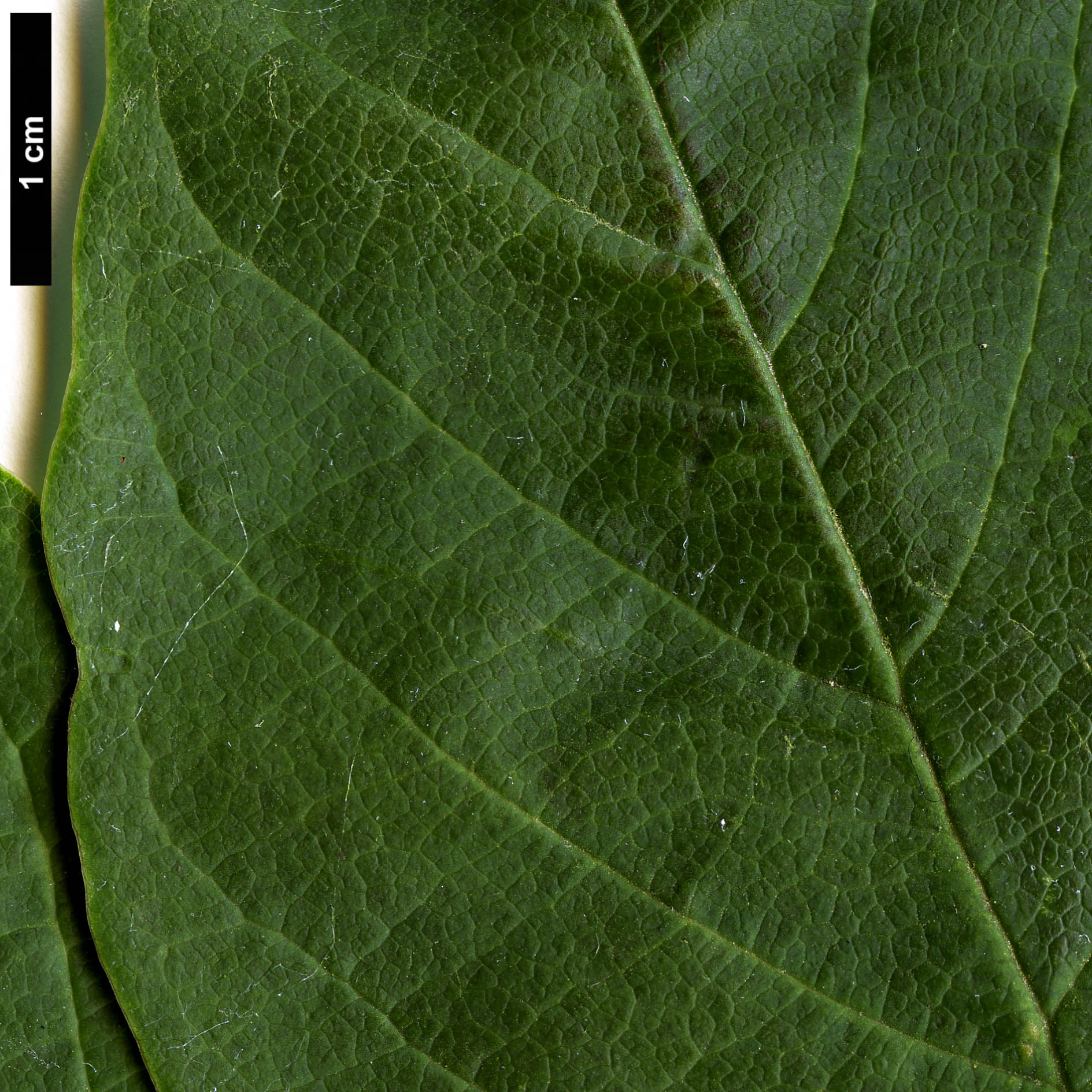 High resolution image: Family: Magnoliaceae - Genus: Magnolia - Taxon: biondii