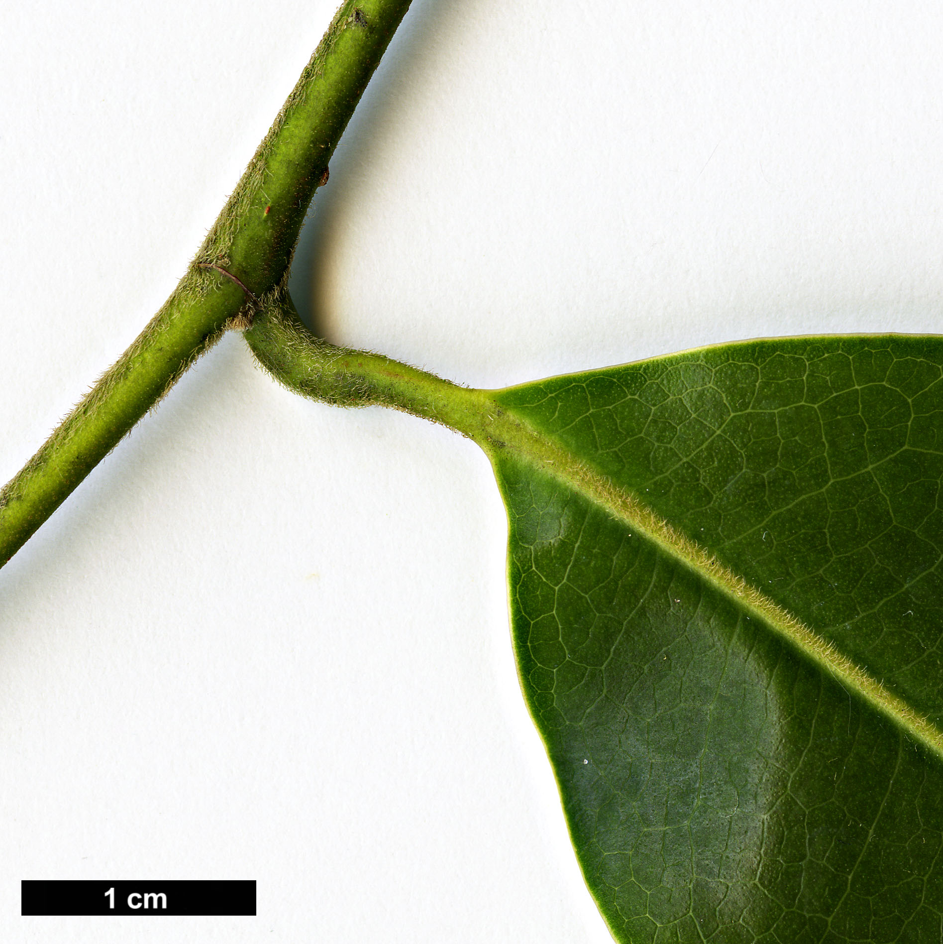 High resolution image: Family: Magnoliaceae - Genus: Magnolia - Taxon: cathcartii