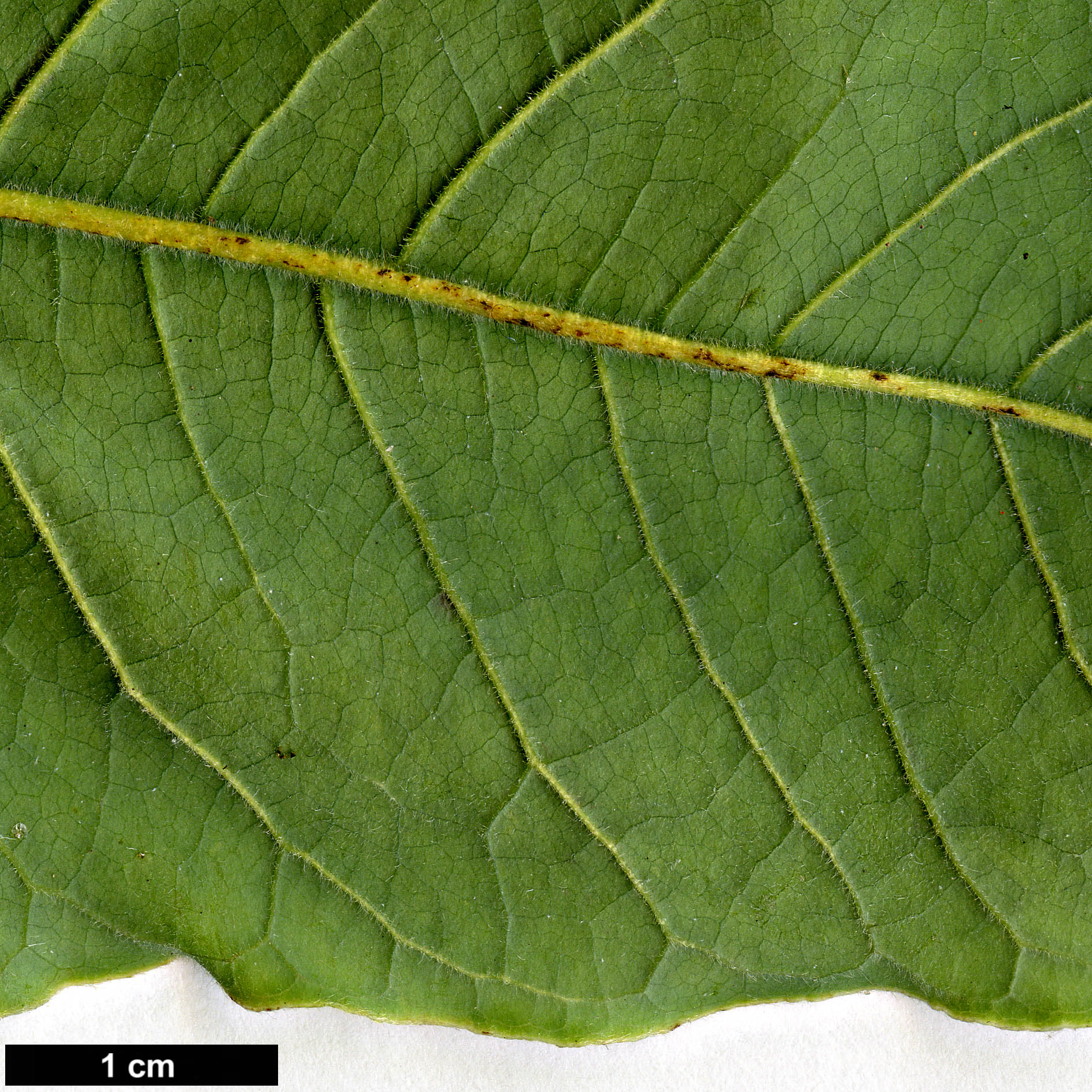 High resolution image: Family: Magnoliaceae - Genus: Magnolia - Taxon: champaca