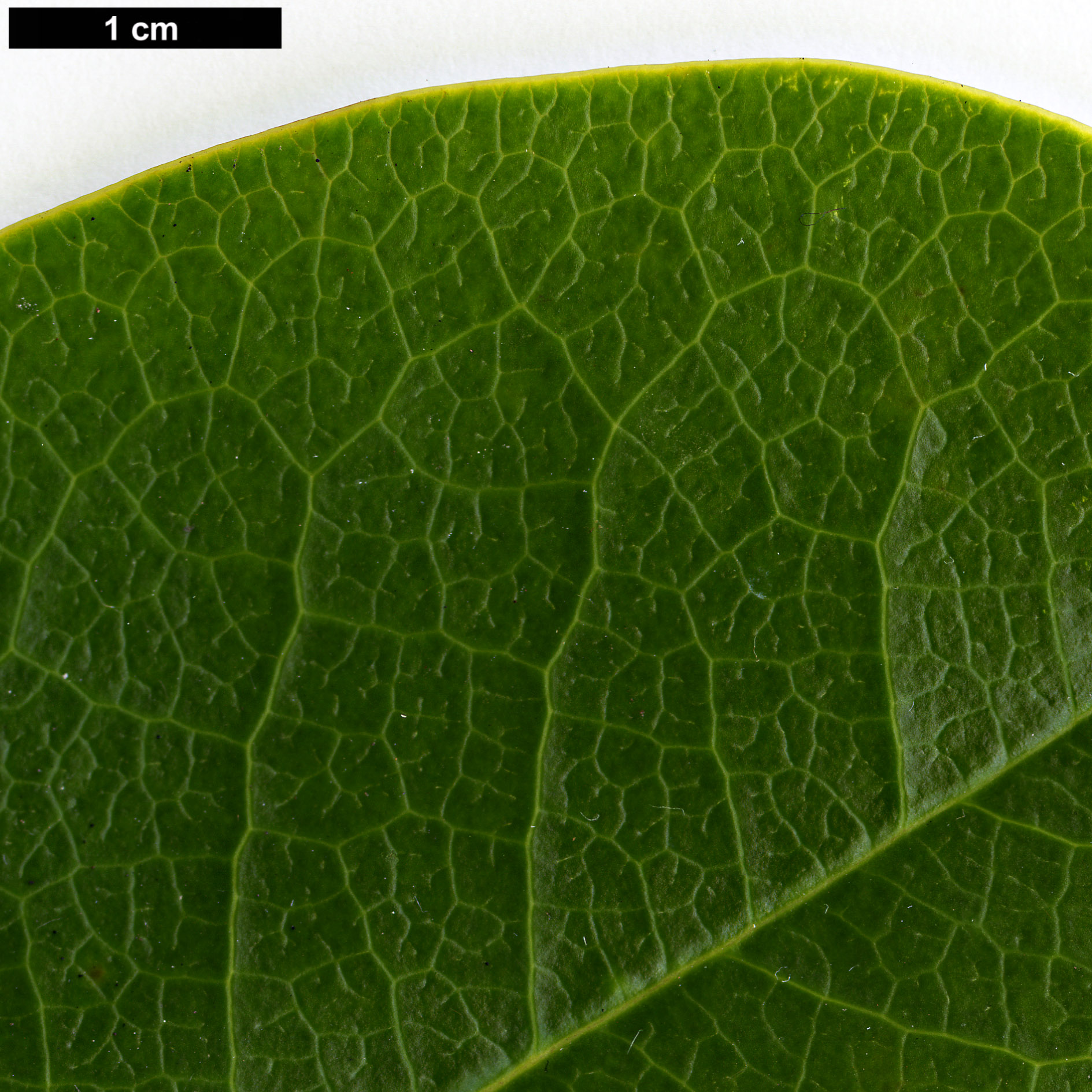 High resolution image: Family: Magnoliaceae - Genus: Magnolia - Taxon: conifera