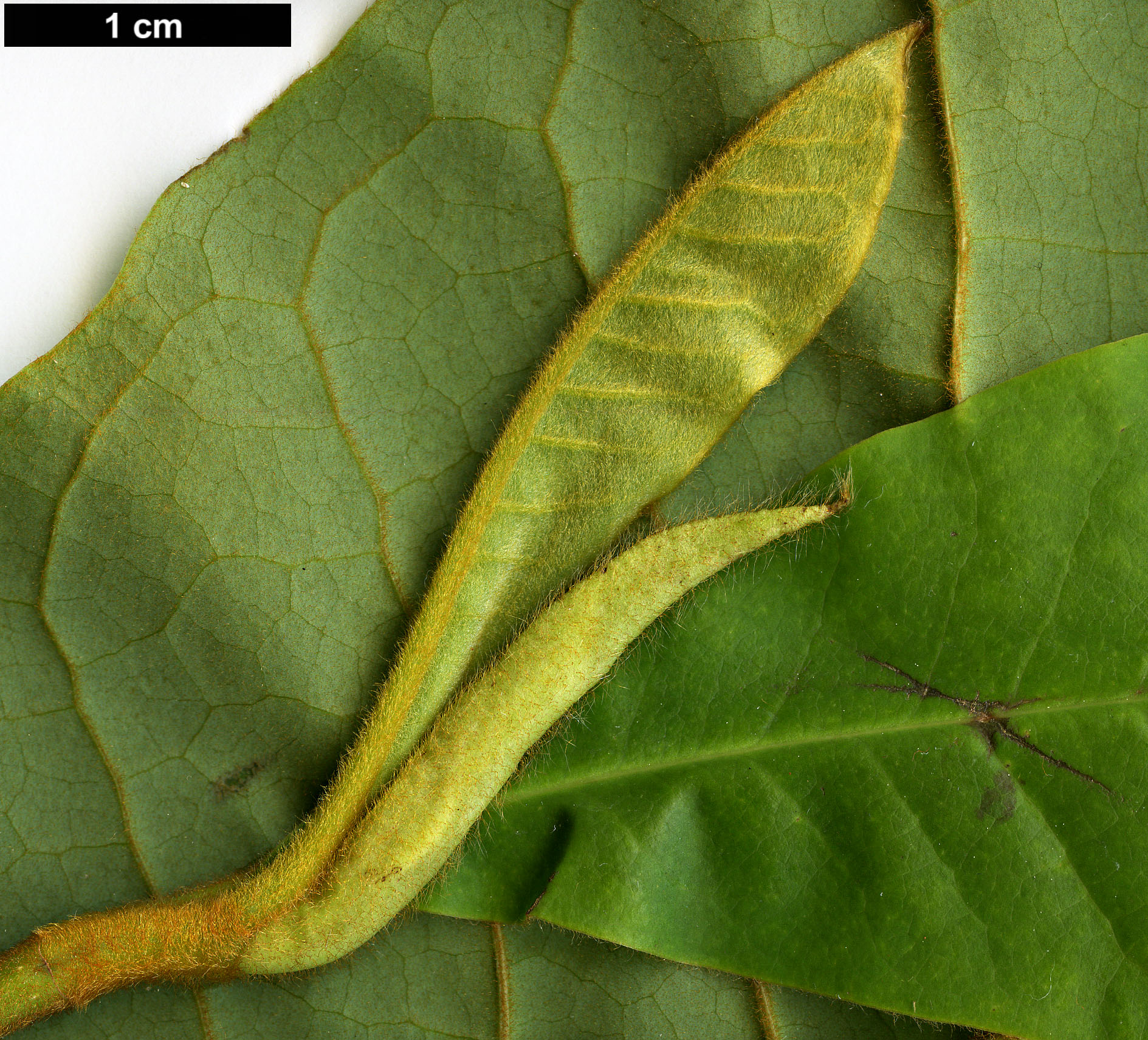 High resolution image: Family: Magnoliaceae - Genus: Magnolia - Taxon: dandyi