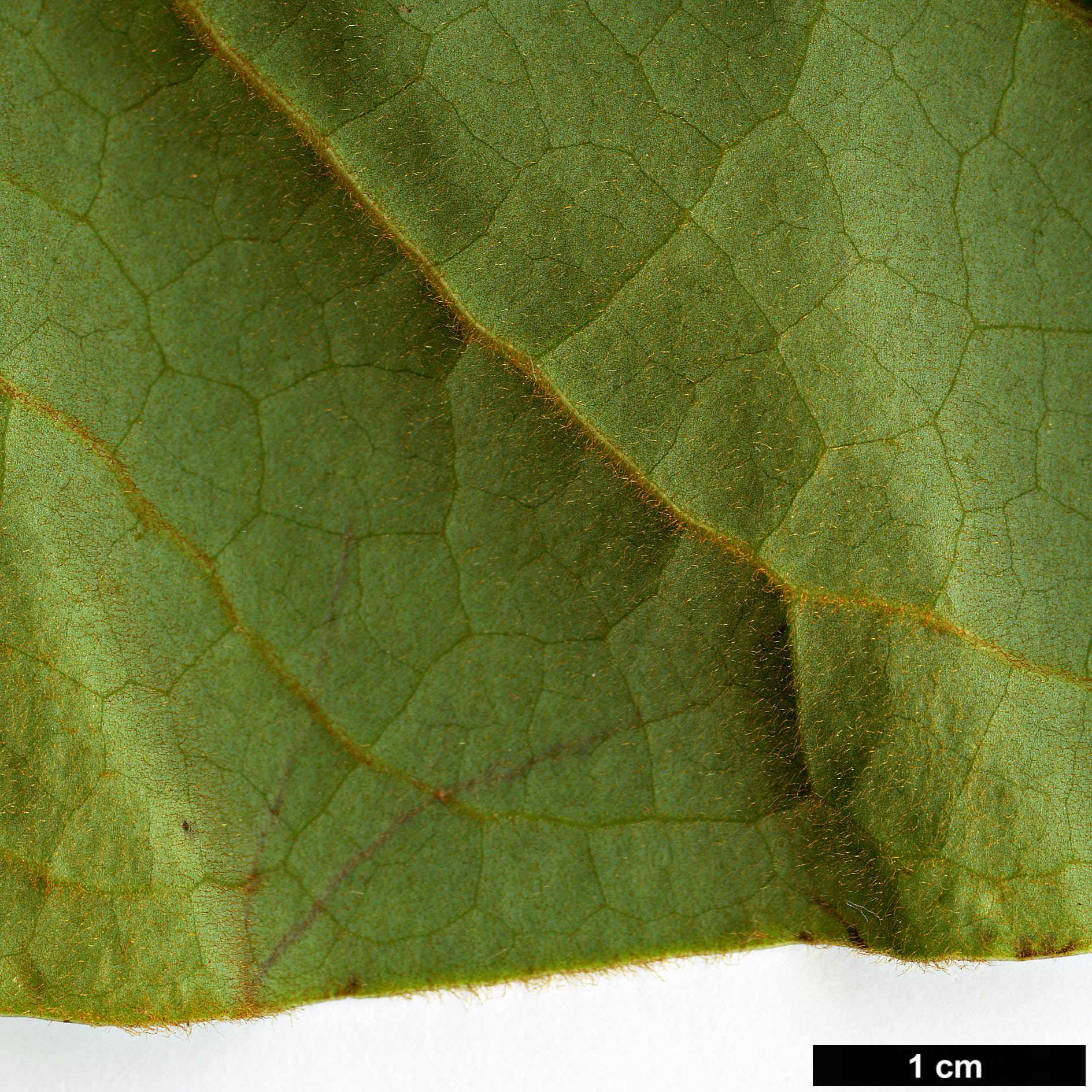 High resolution image: Family: Magnoliaceae - Genus: Magnolia - Taxon: dandyi