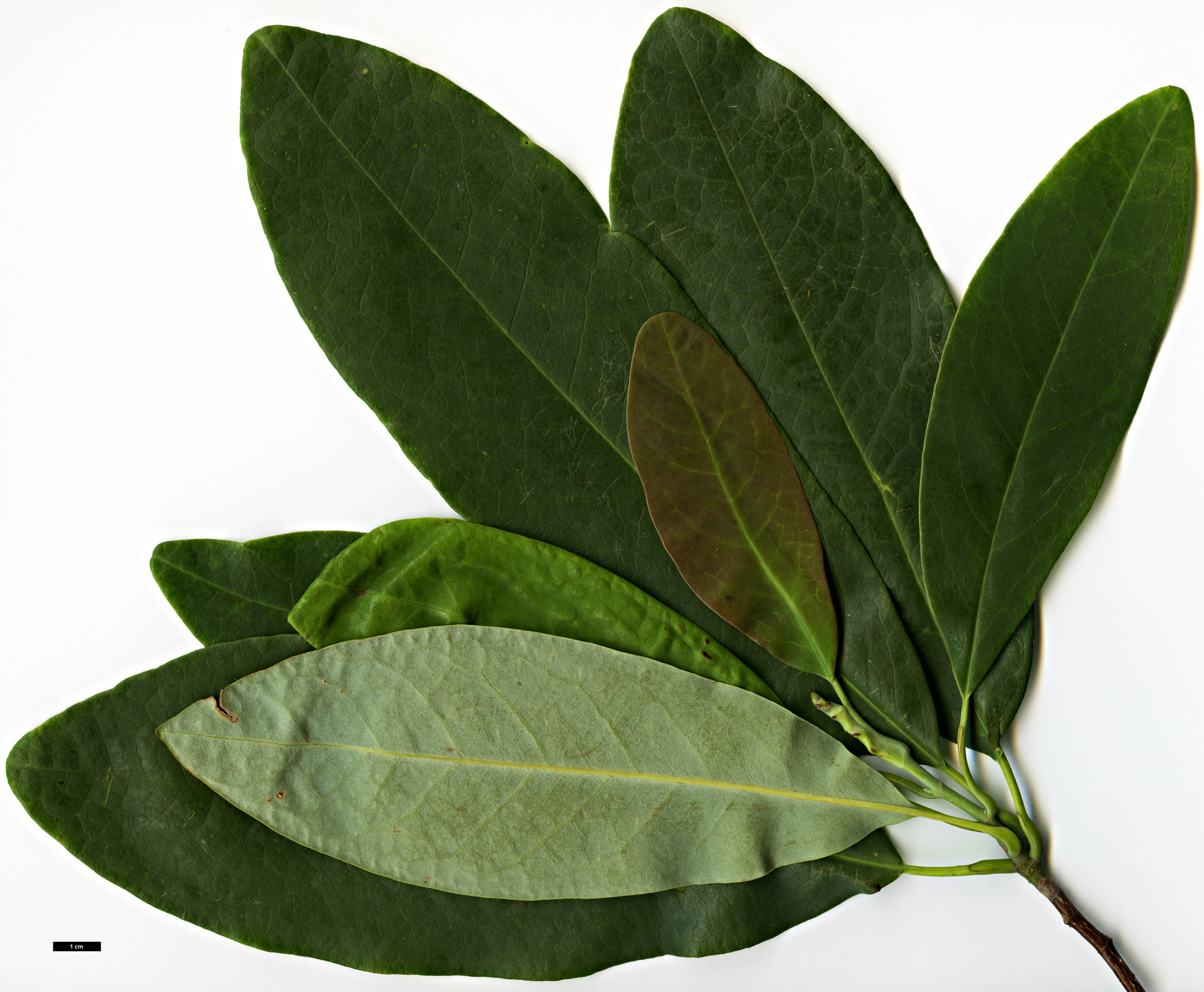 High resolution image: Family: Magnoliaceae - Genus: Magnolia - Taxon: decidua