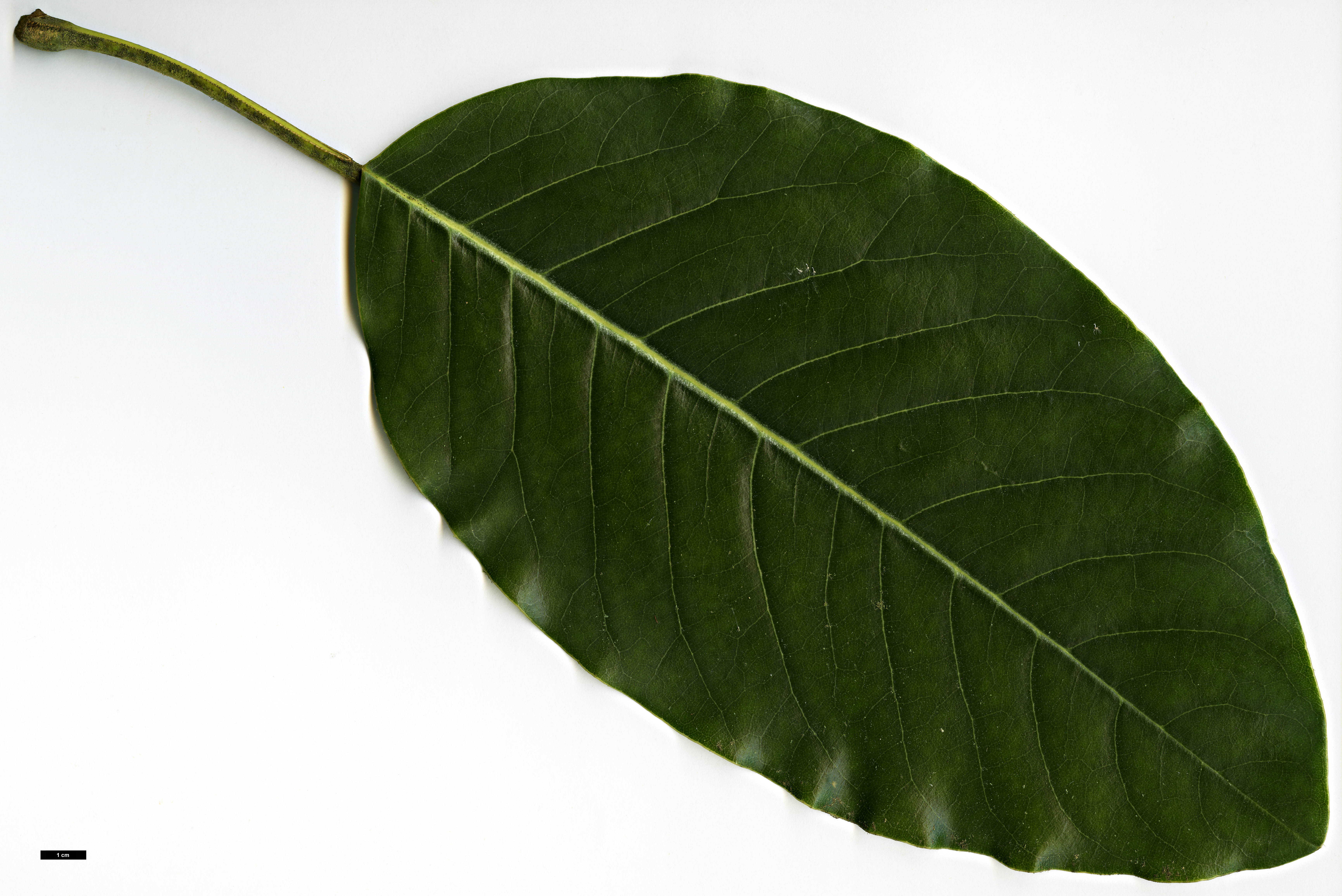 High resolution image: Family: Magnoliaceae - Genus: Magnolia - Taxon: delavayi