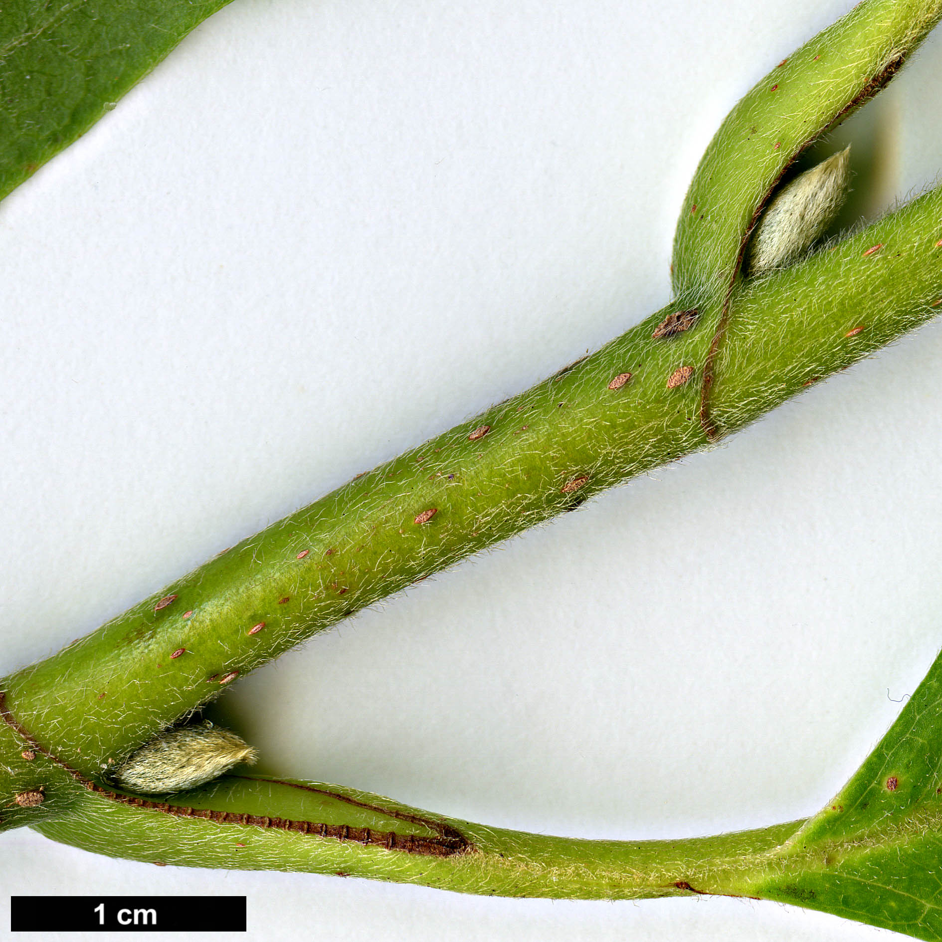 High resolution image: Family: Magnoliaceae - Genus: Magnolia - Taxon: denudata