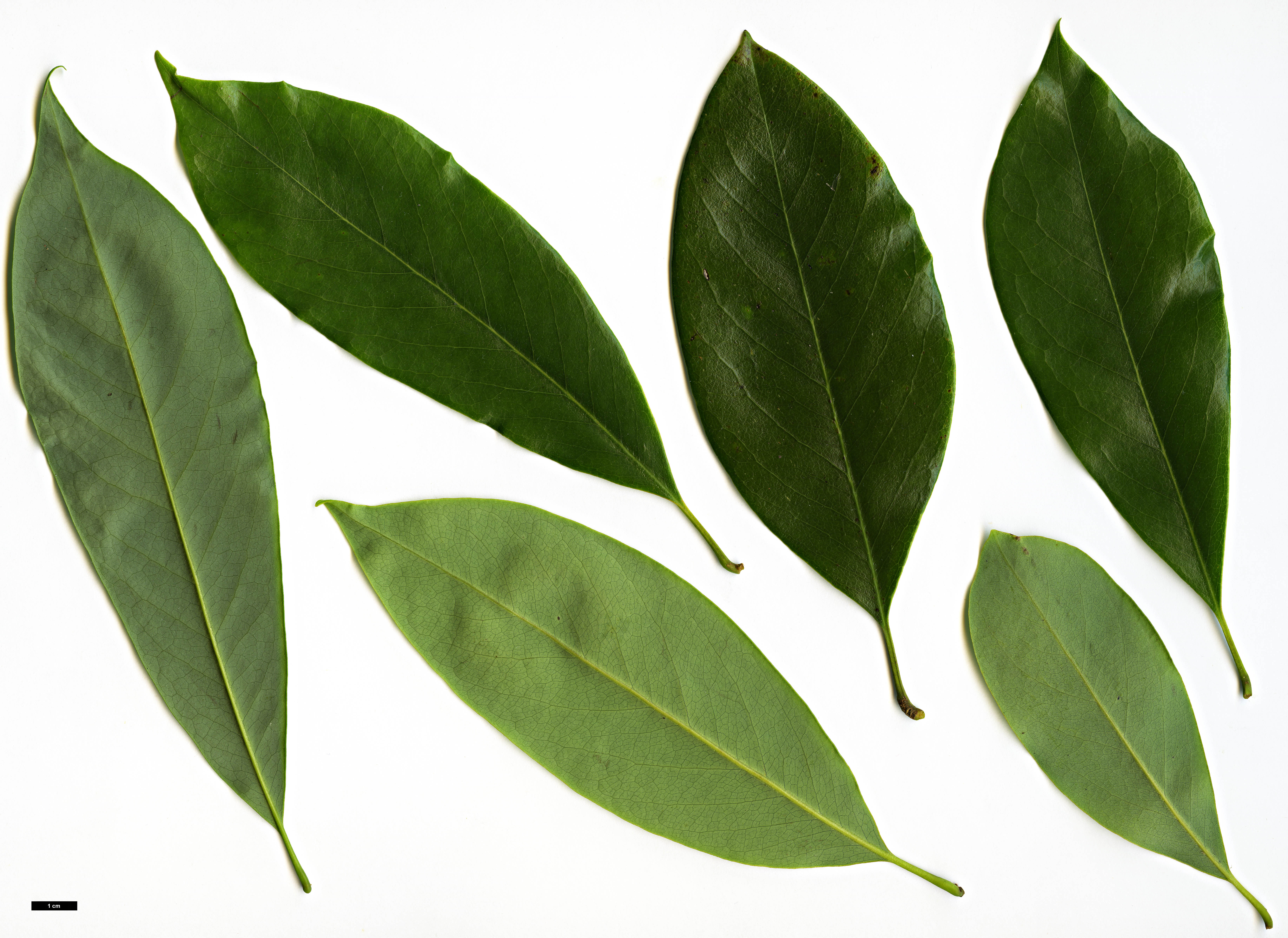 High resolution image: Family: Magnoliaceae - Genus: Magnolia - Taxon: ernestii