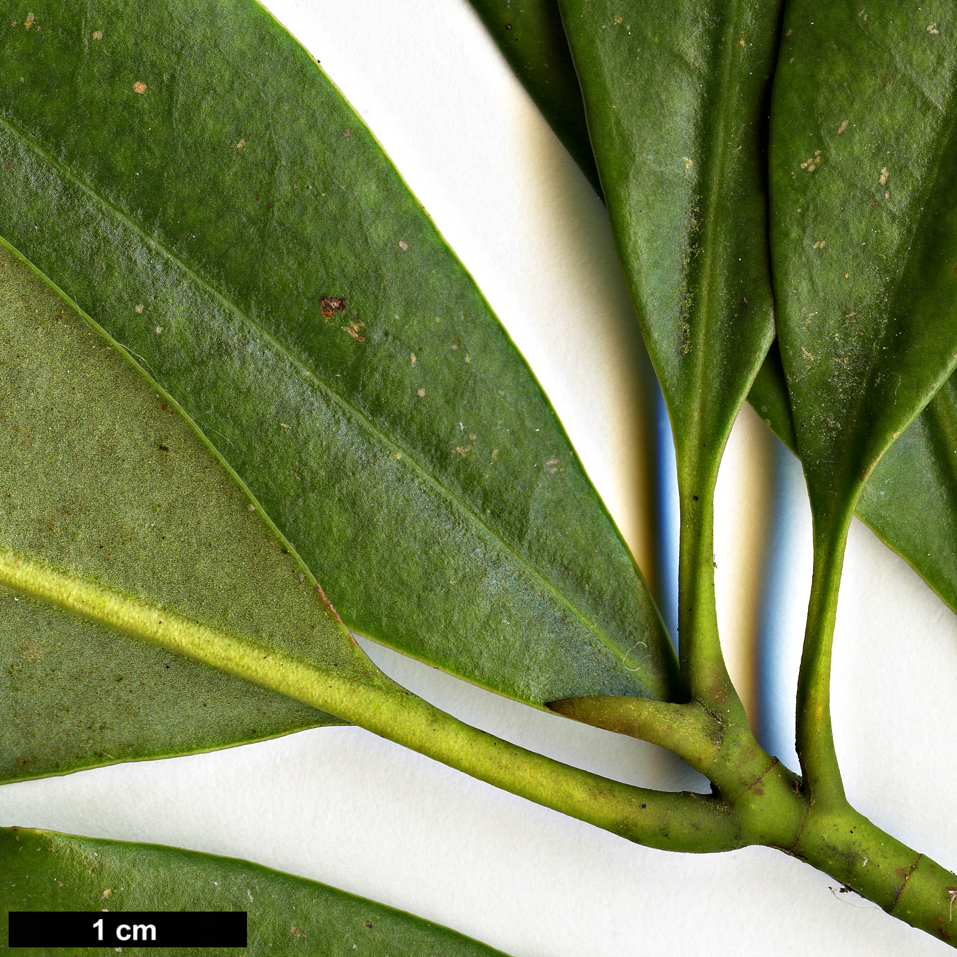 High resolution image: Family: Magnoliaceae - Genus: Magnolia - Taxon: fordiana
