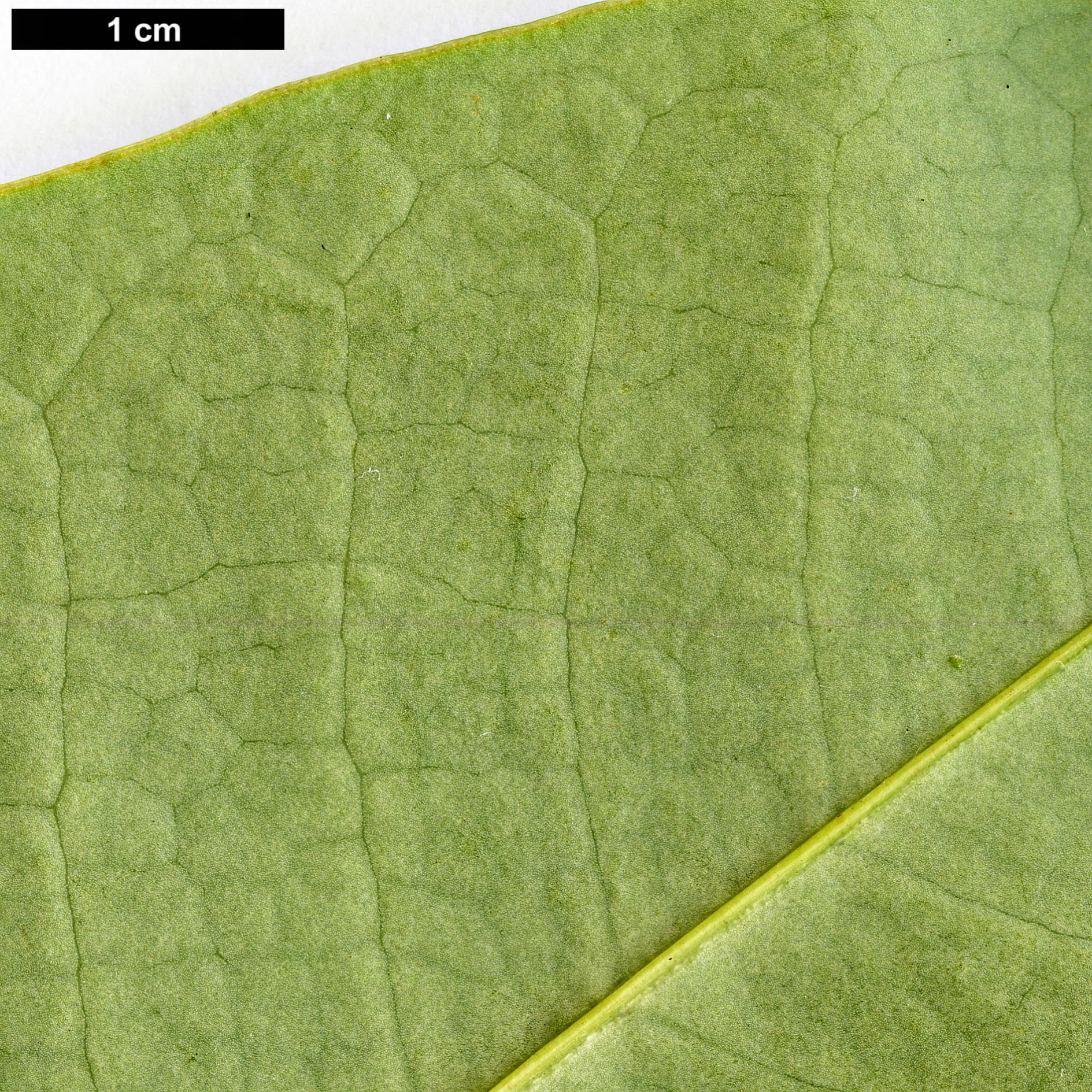 High resolution image: Family: Magnoliaceae - Genus: Magnolia - Taxon: grandis