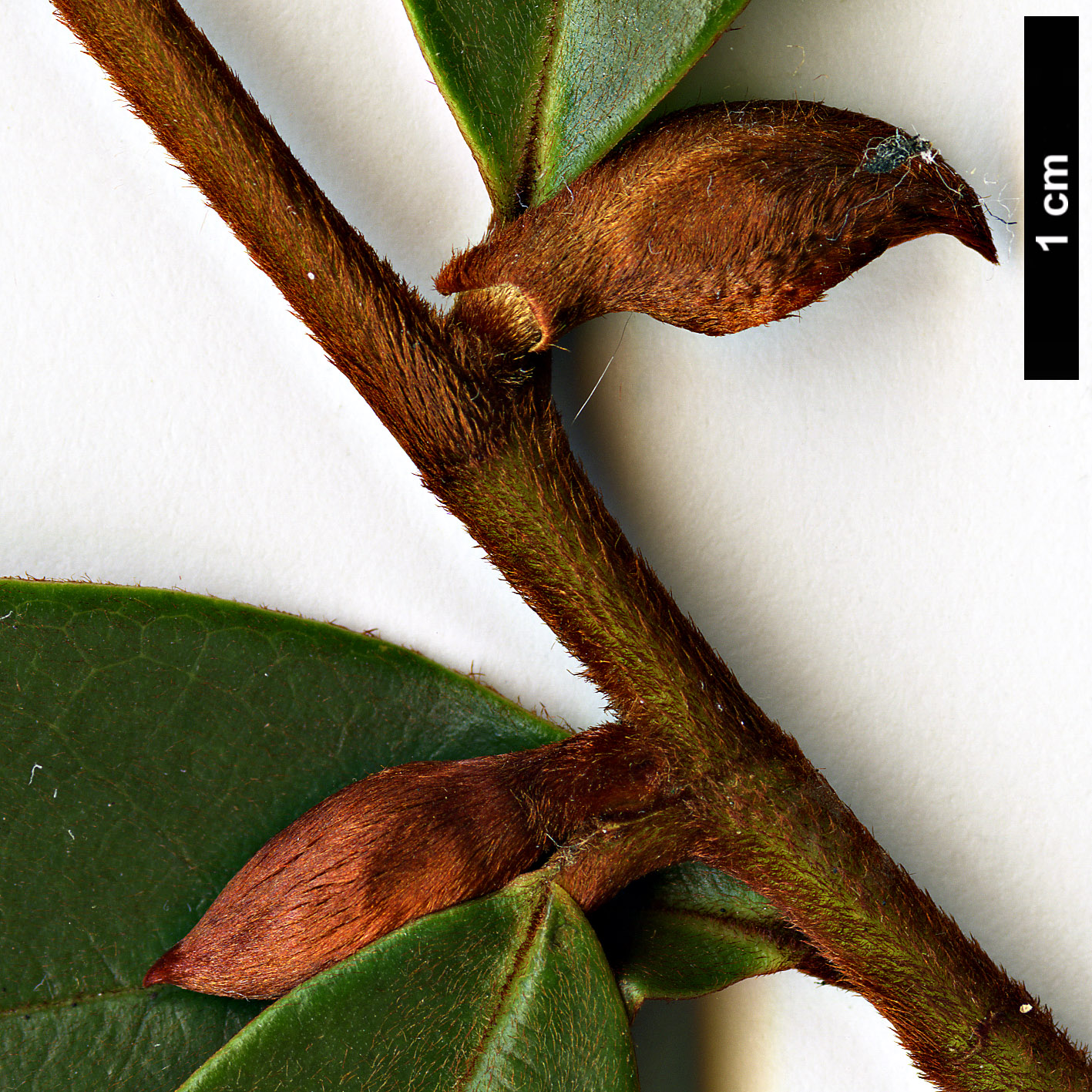 High resolution image: Family: Magnoliaceae - Genus: Magnolia - Taxon: laevifolia