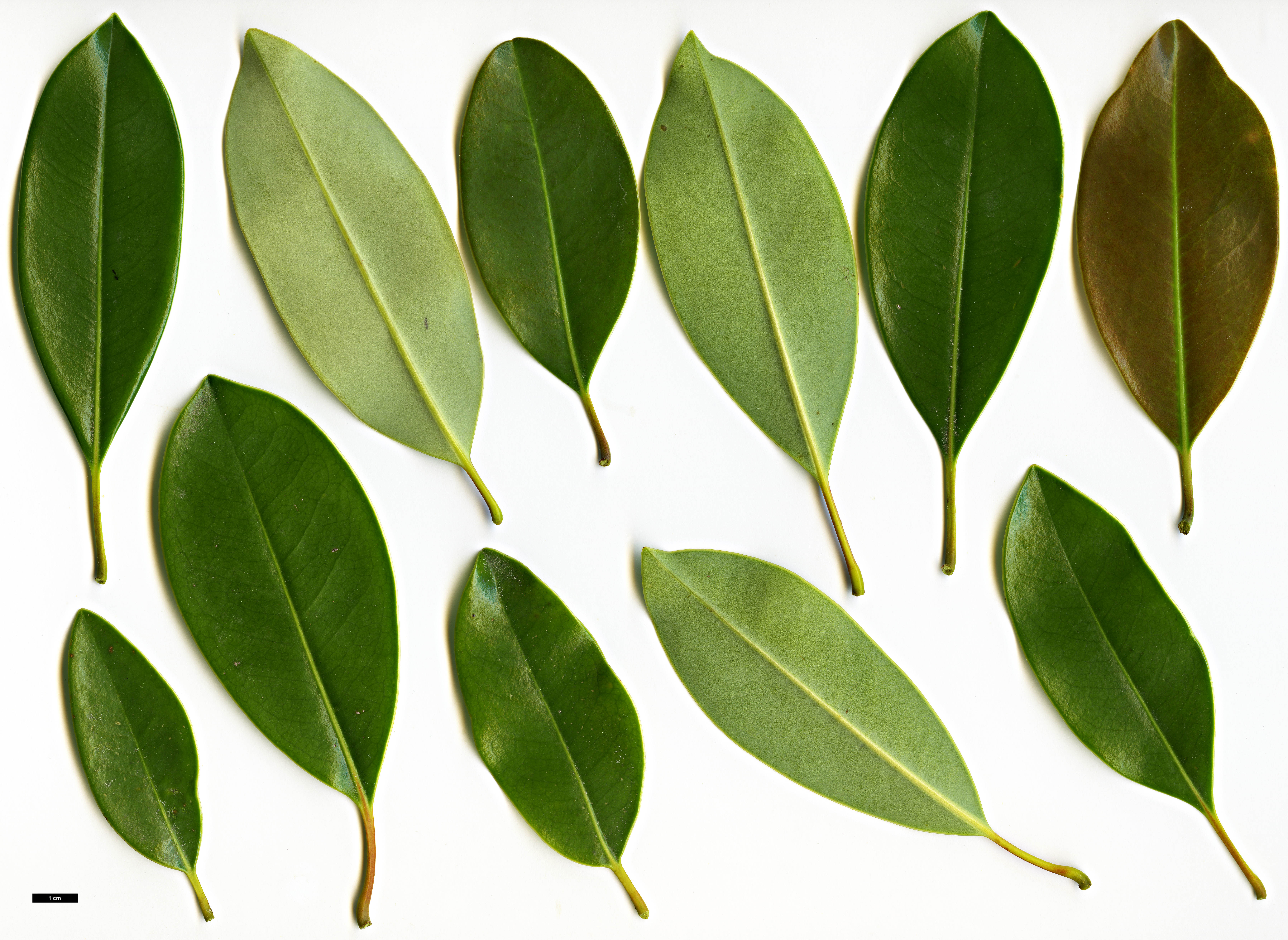 High resolution image: Family: Magnoliaceae - Genus: Magnolia - Taxon: lotungensis