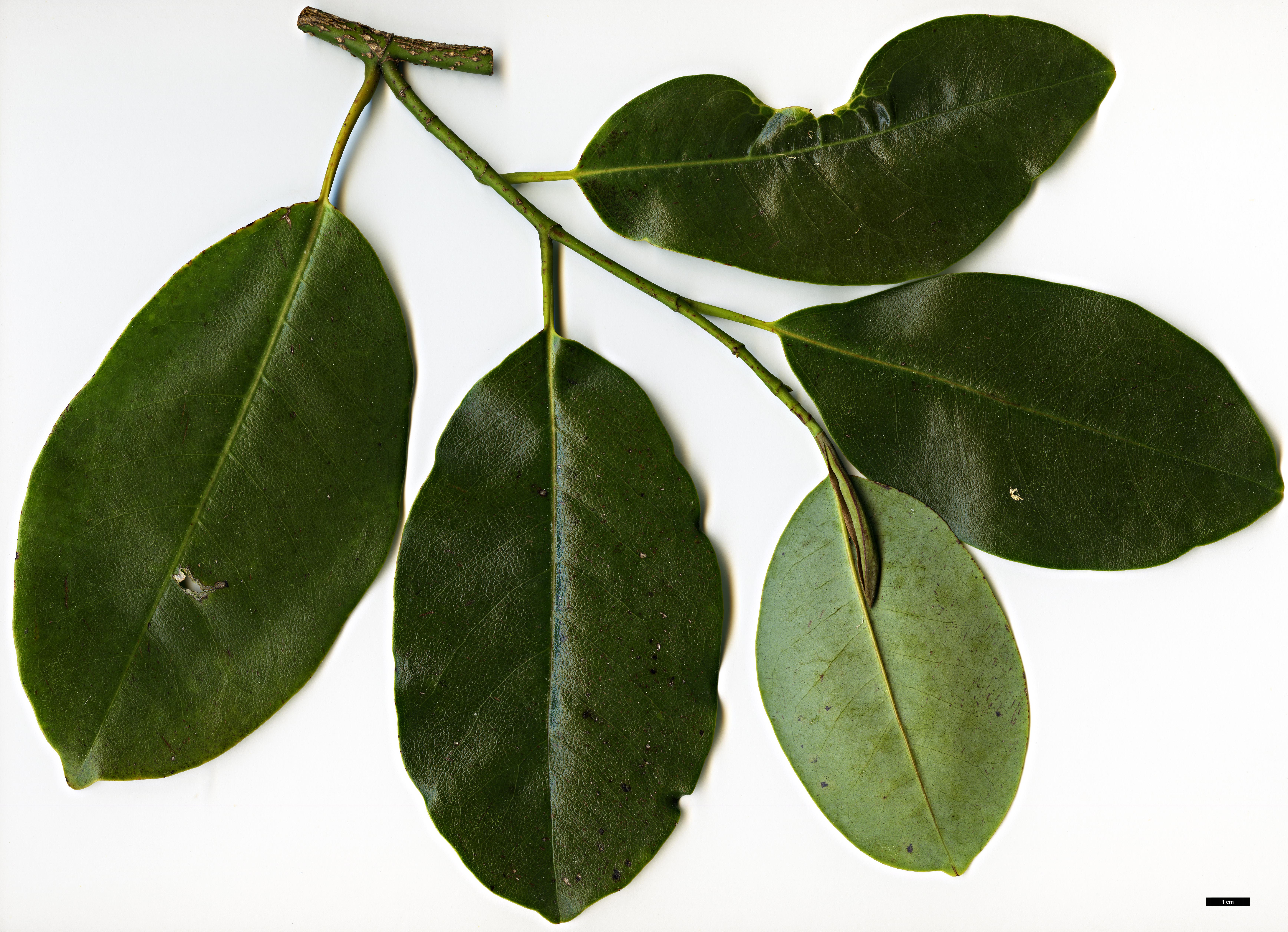 High resolution image: Family: Magnoliaceae - Genus: Magnolia - Taxon: macclurei