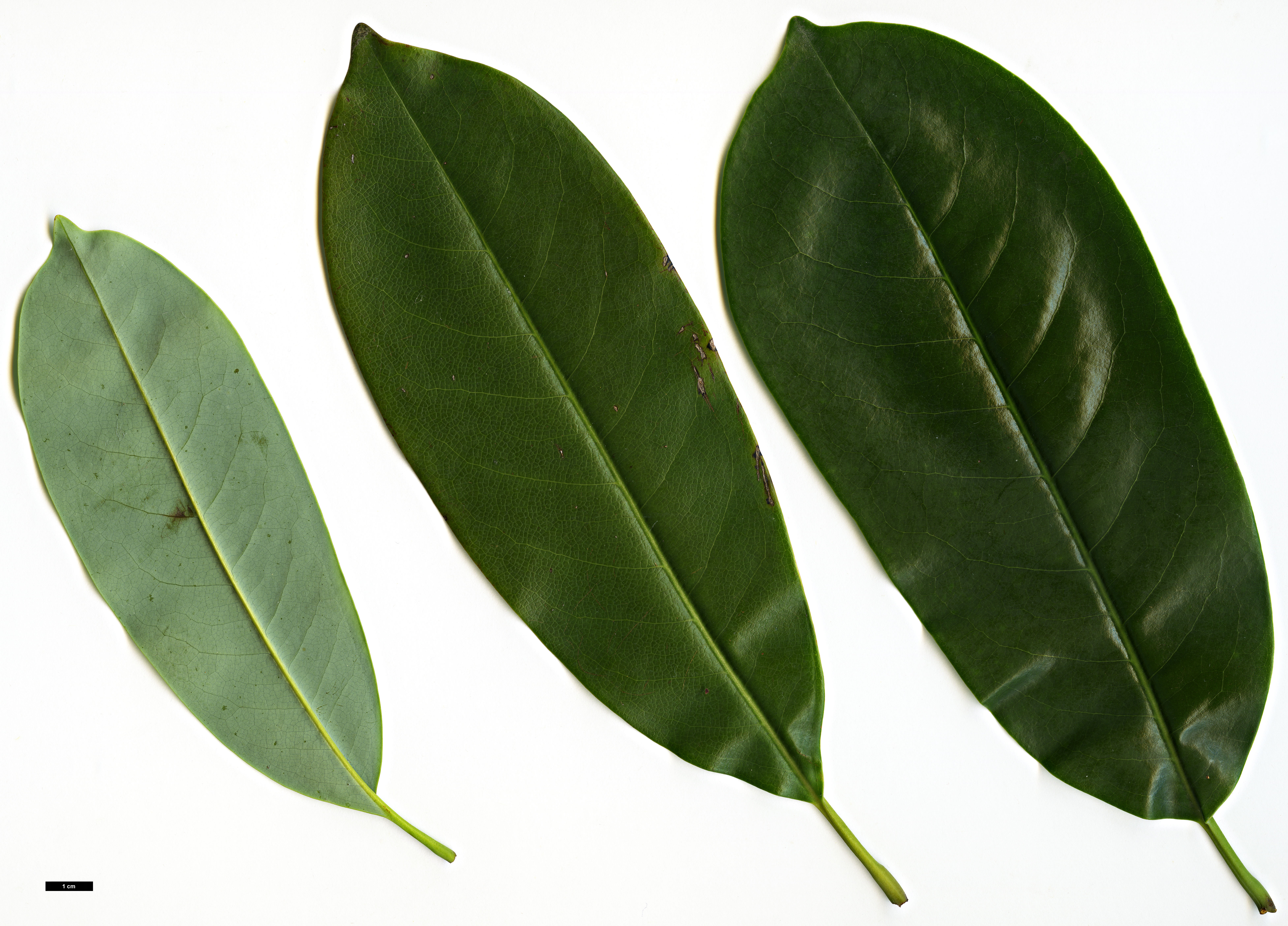 High resolution image: Family: Magnoliaceae - Genus: Magnolia - Taxon: maudiae