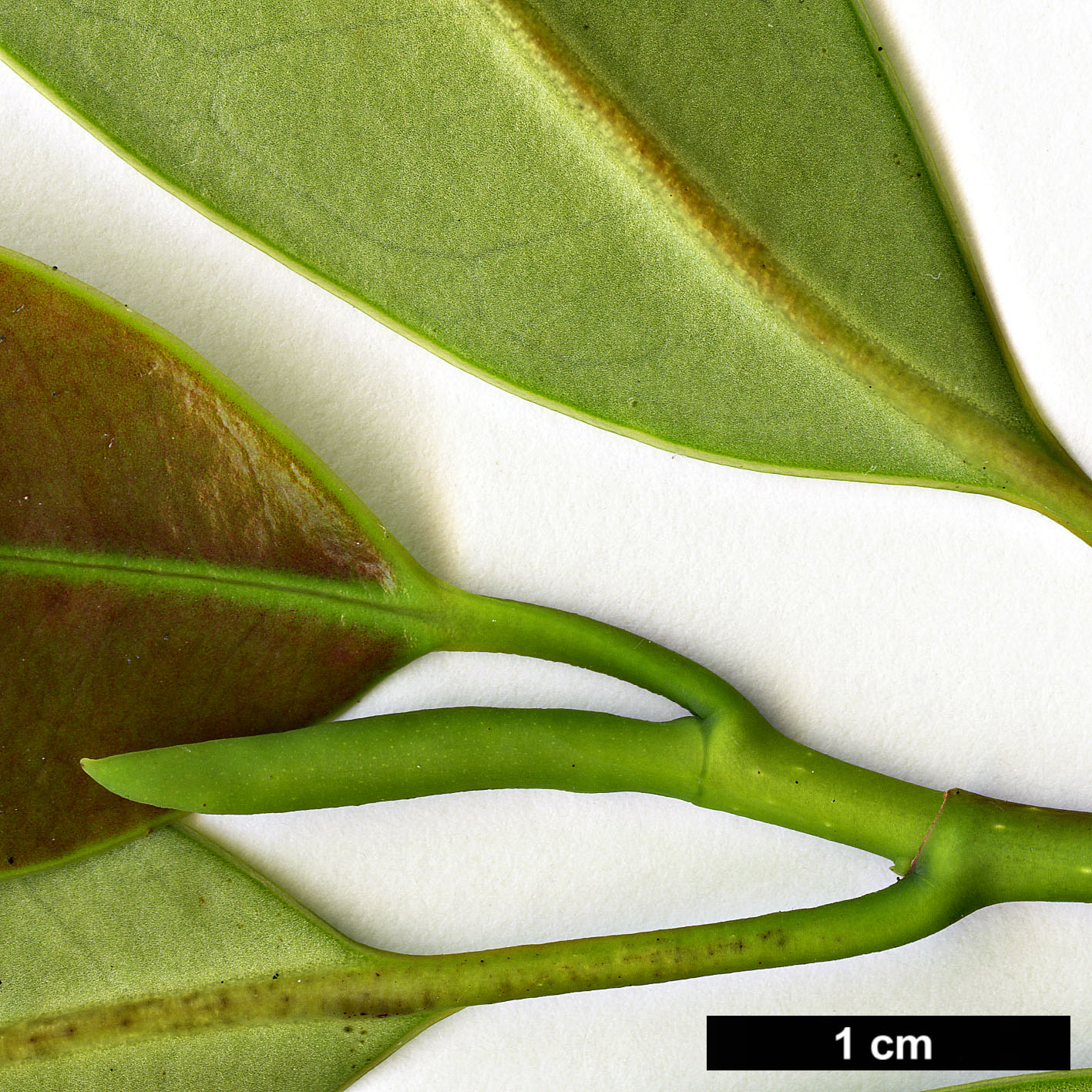 High resolution image: Family: Magnoliaceae - Genus: Magnolia - Taxon: nitida