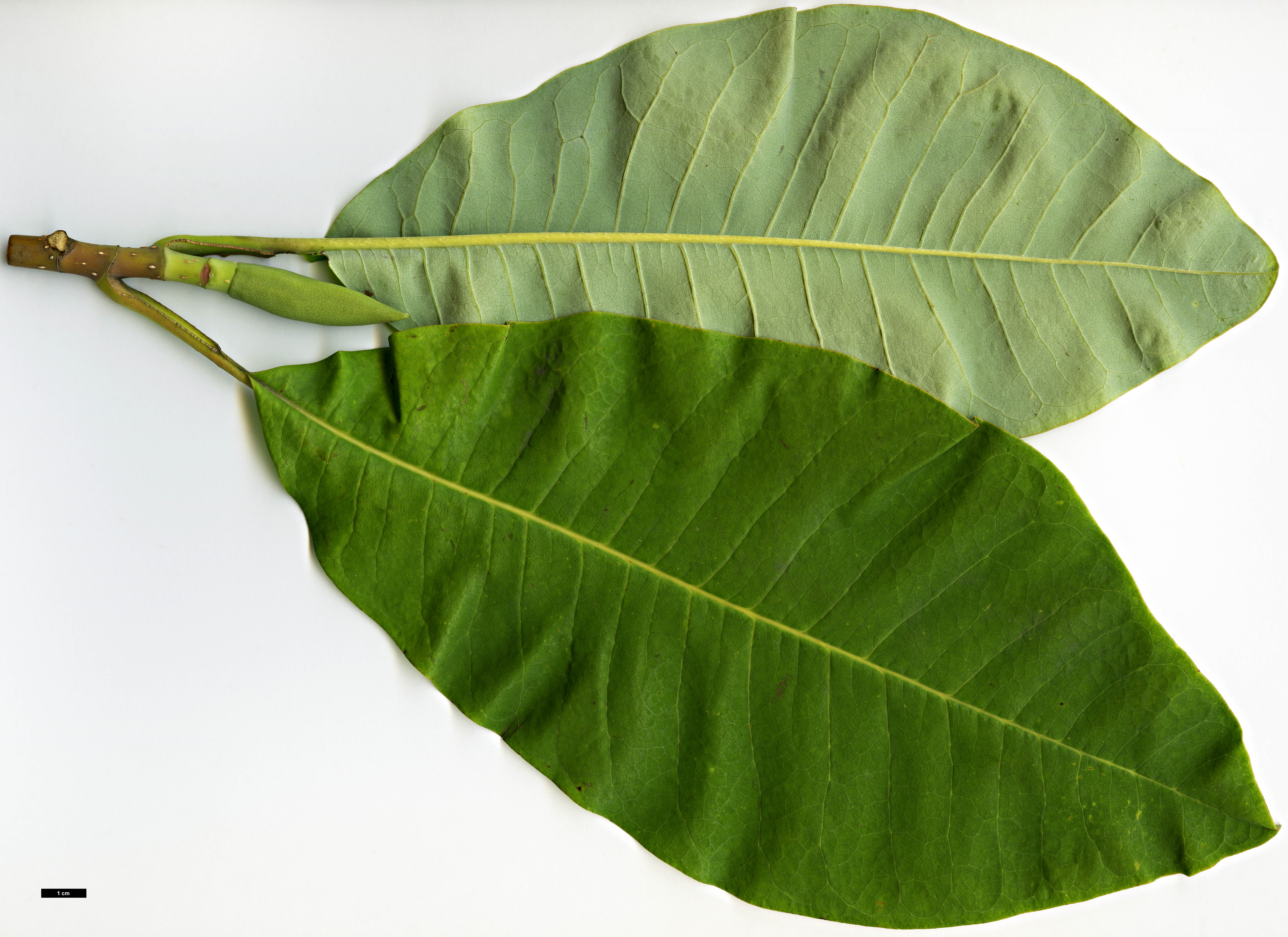High resolution image: Family: Magnoliaceae - Genus: Magnolia - Taxon: obovata