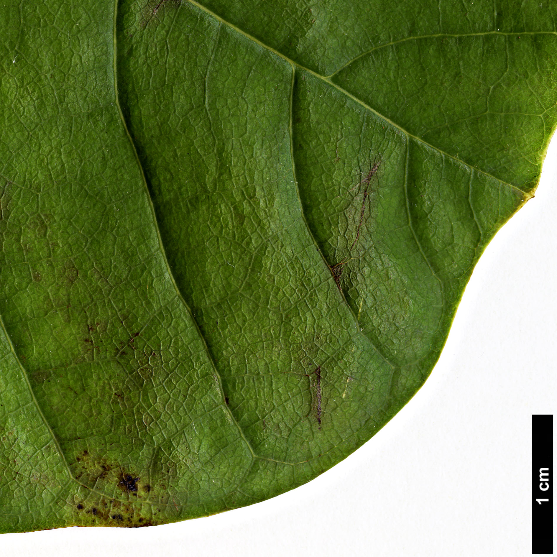 High resolution image: Family: Magnoliaceae - Genus: Magnolia - Taxon: officinalis
