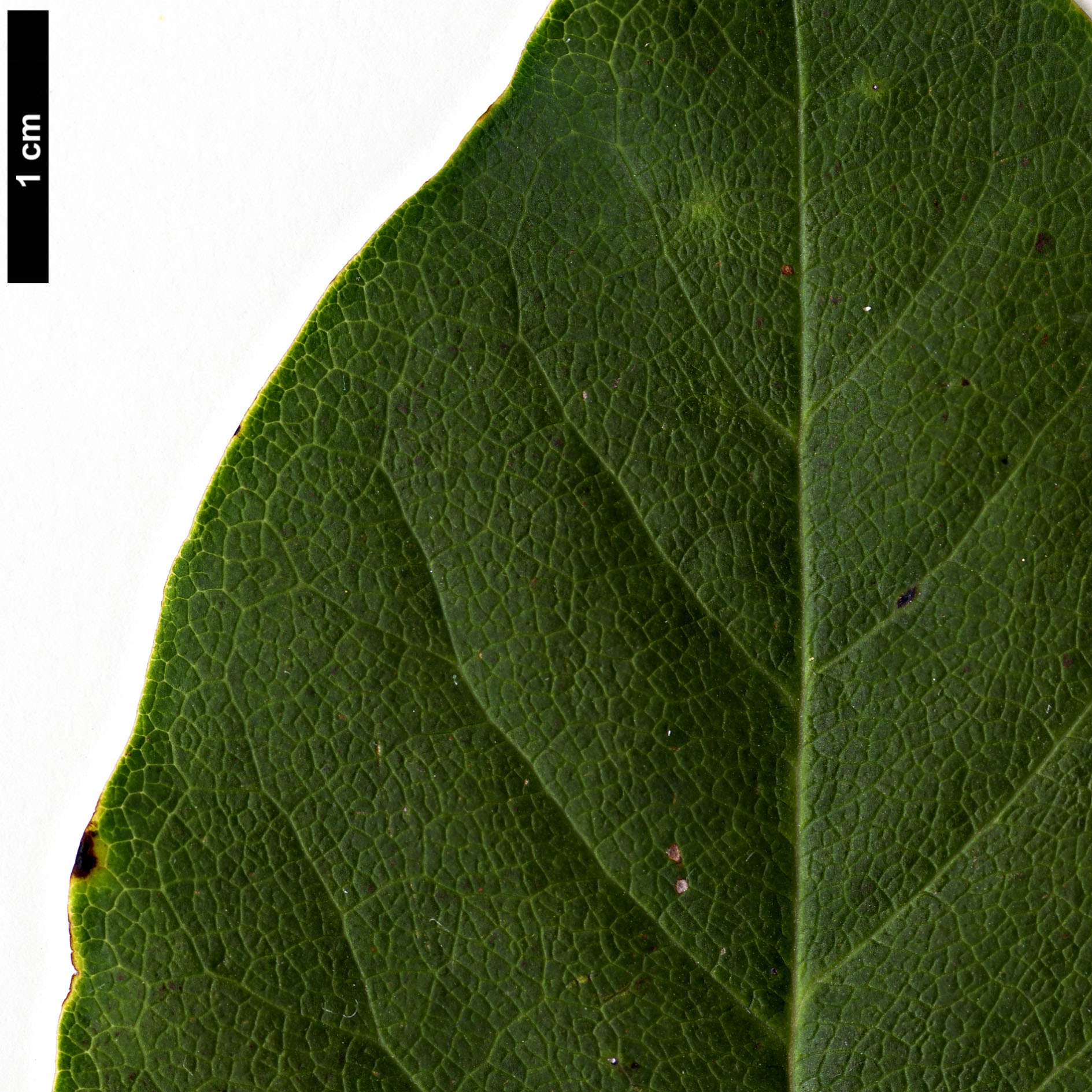 High resolution image: Family: Magnoliaceae - Genus: Magnolia - Taxon: salicifolia