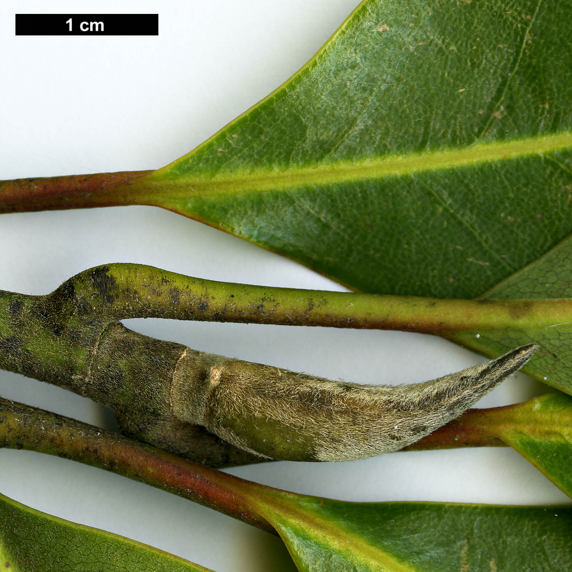 High resolution image: Family: Magnoliaceae - Genus: Magnolia - Taxon: tamaulipana
