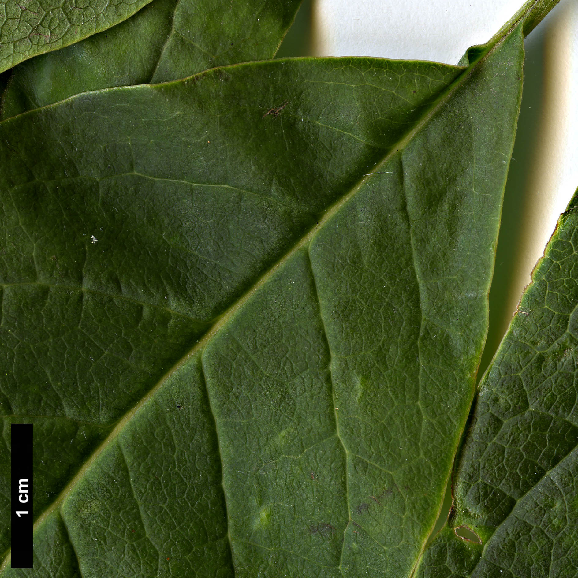 High resolution image: Family: Magnoliaceae - Genus: Magnolia - Taxon: zenii