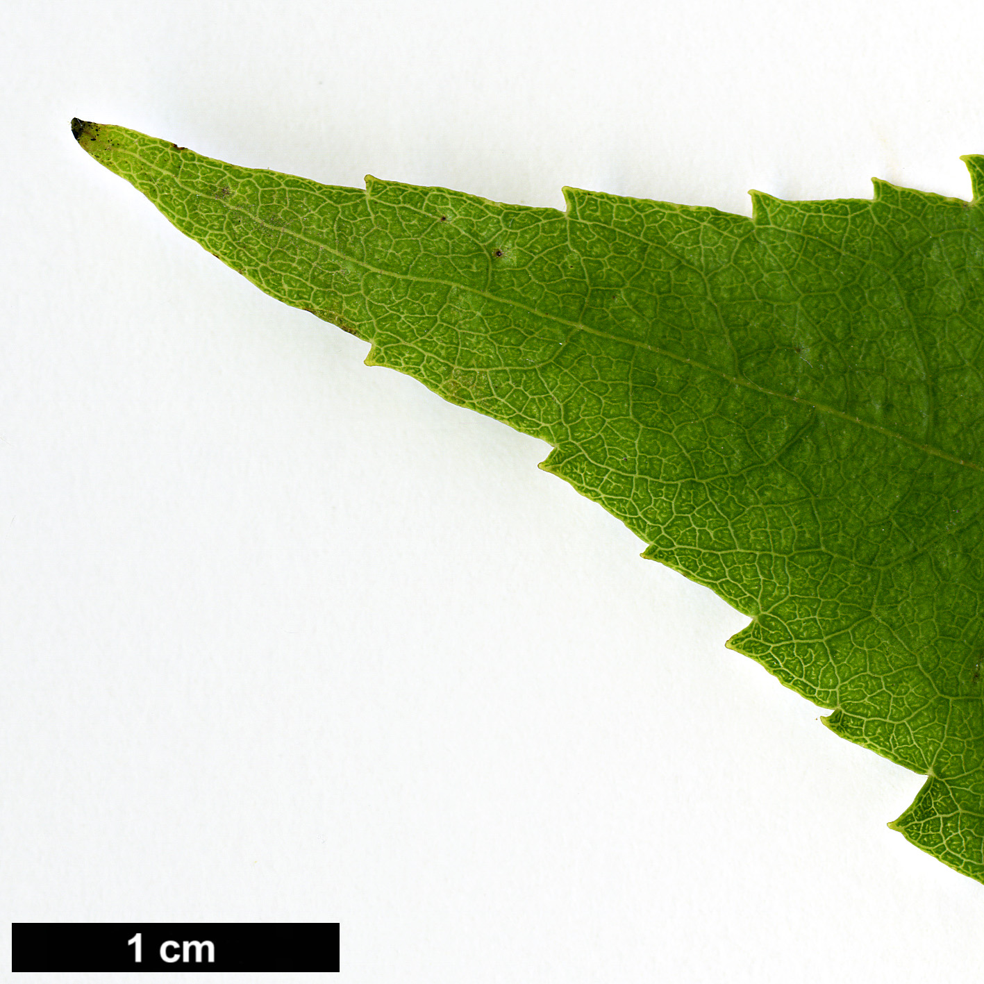 High resolution image: Family: Malvaceae - Genus: Hoheria - Taxon: lyalii