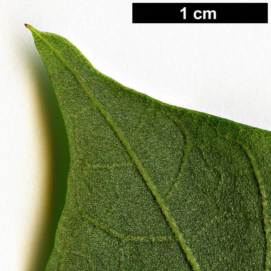 High resolution image: Family: Malvaceae - Genus: Reevesia - Taxon: pubescens