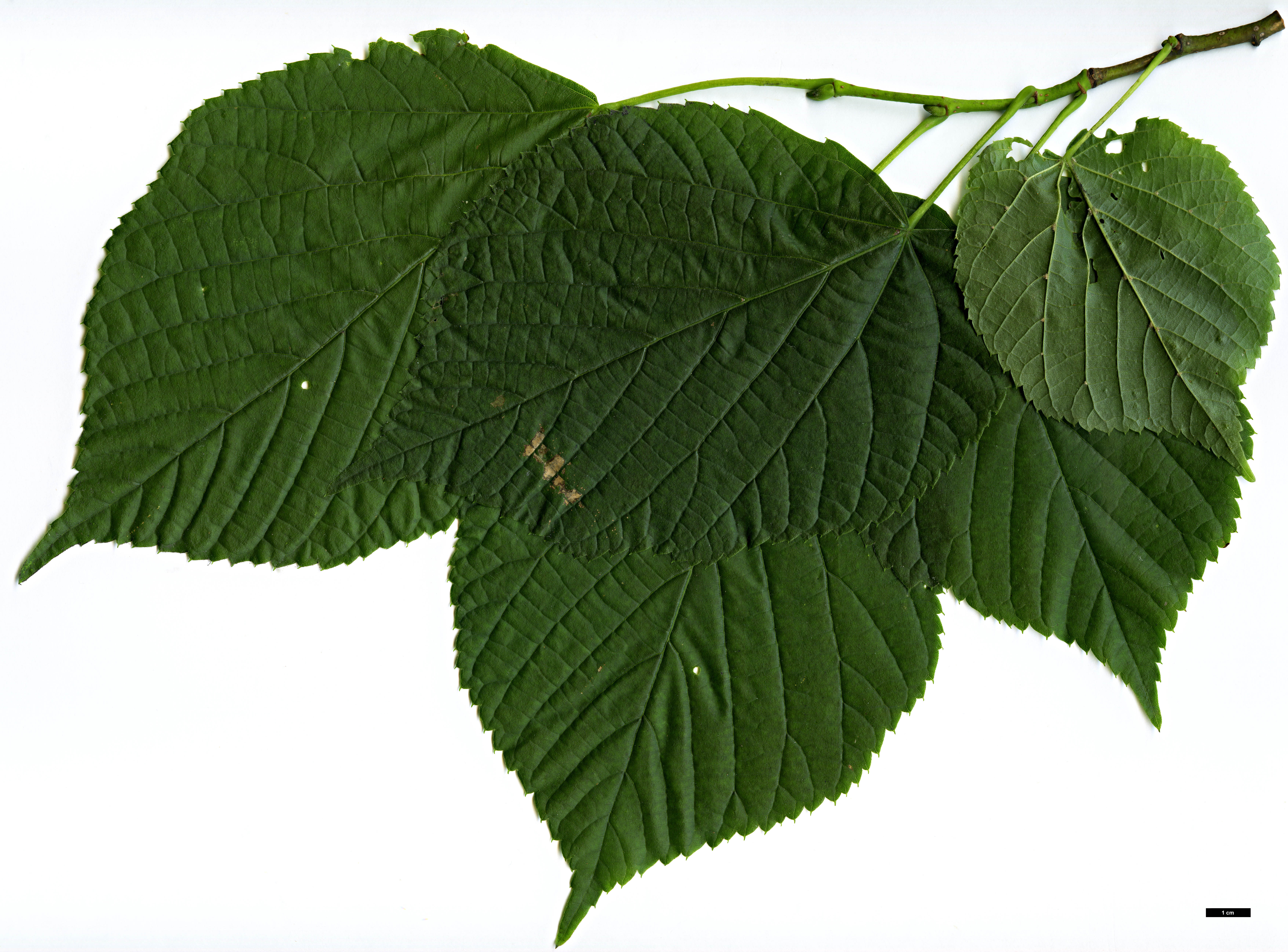 High resolution image: Family: Malvaceae - Genus: Tilia - Taxon: americana