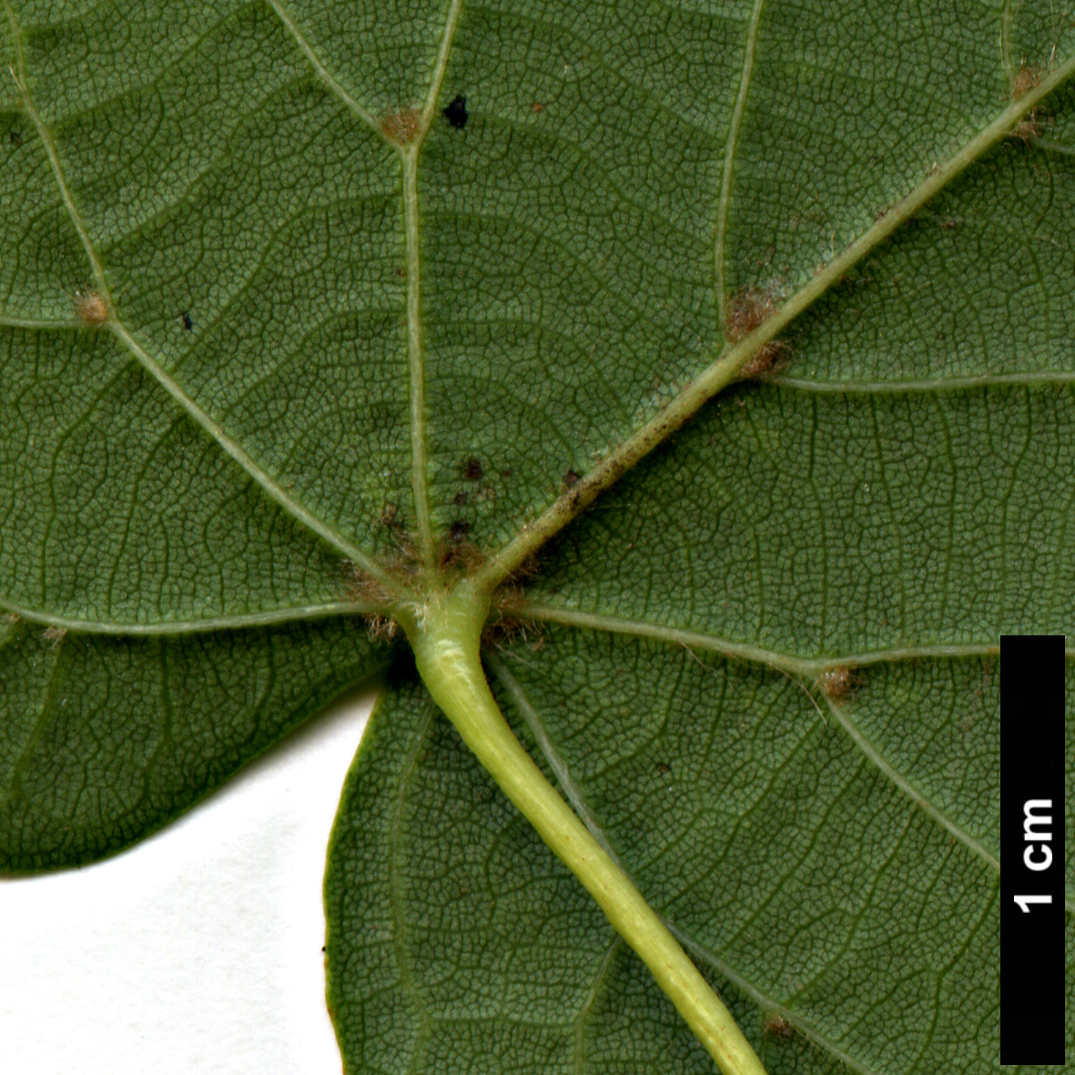 High resolution image: Family: Malvaceae - Genus: Tilia - Taxon: amurensis