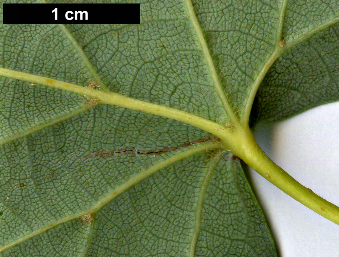 High resolution image: Family: Malvaceae - Genus: Tilia - Taxon: amurensis