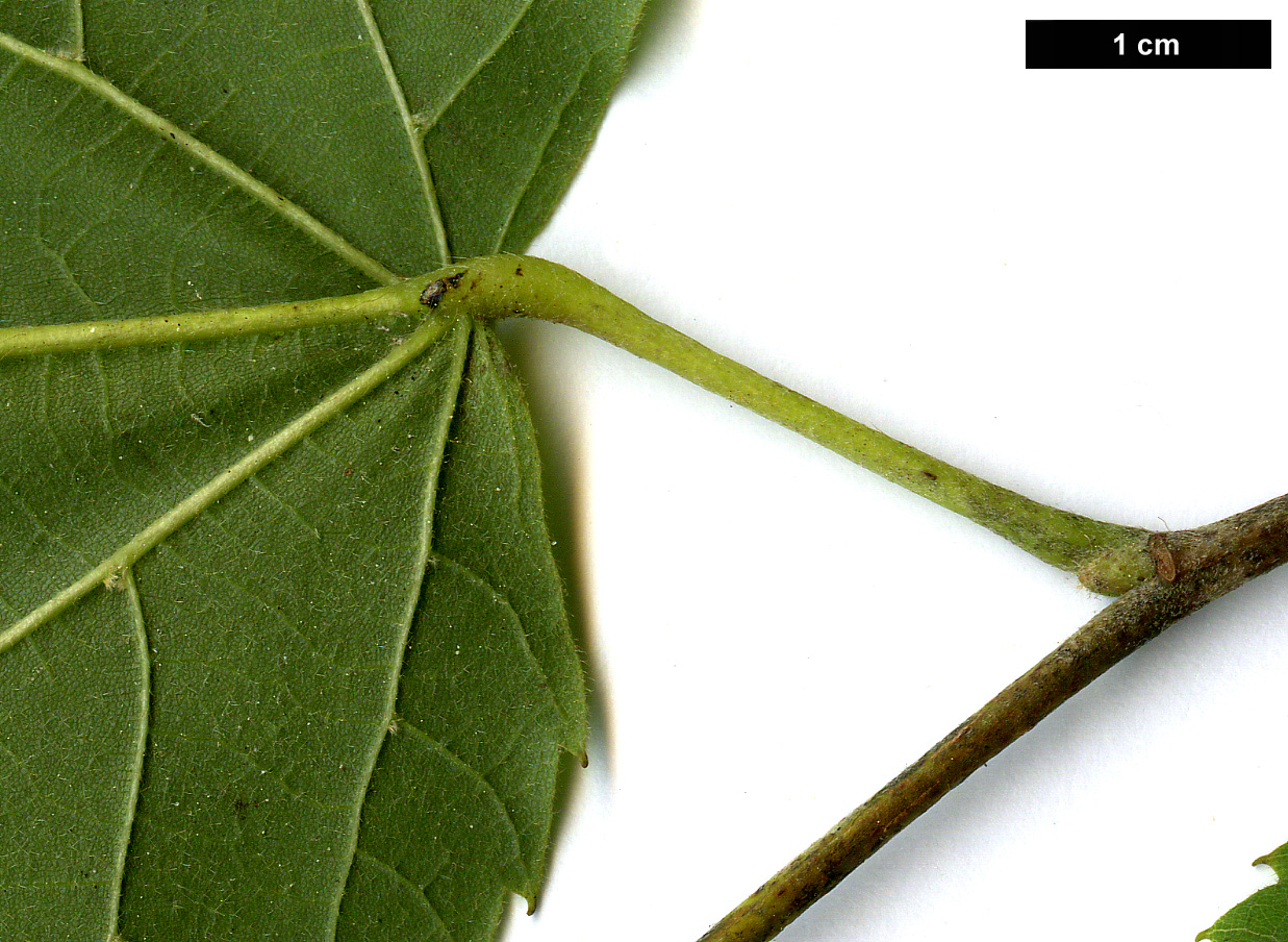 High resolution image: Family: Malvaceae - Genus: Tilia - Taxon: caroliniana