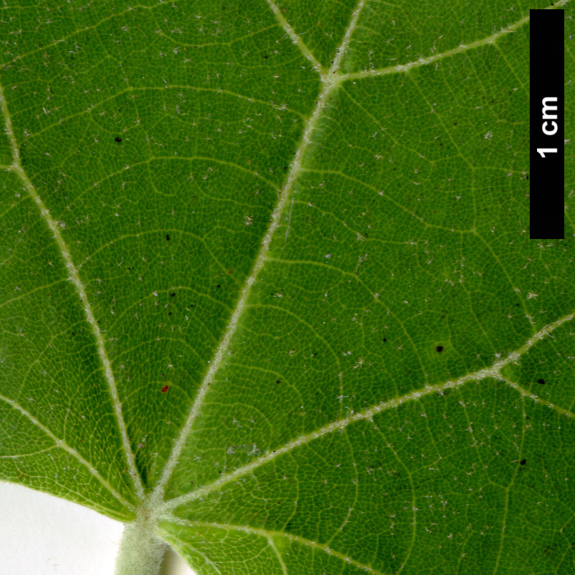 High resolution image: Family: Malvaceae - Genus: Tilia - Taxon: chinensis