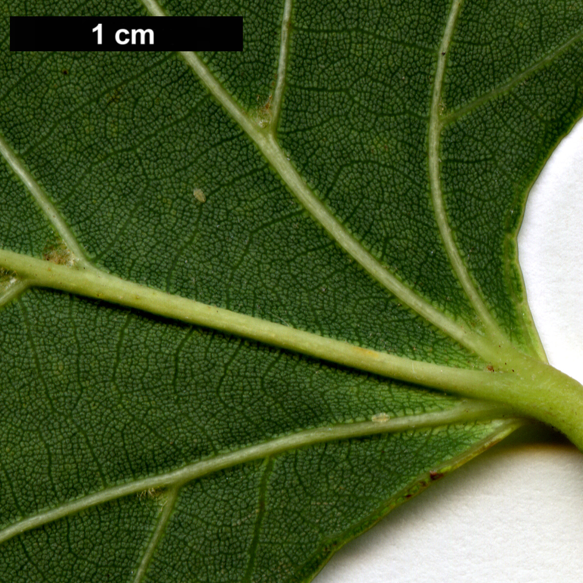 High resolution image: Family: Malvaceae - Genus: Tilia - Taxon: henryana