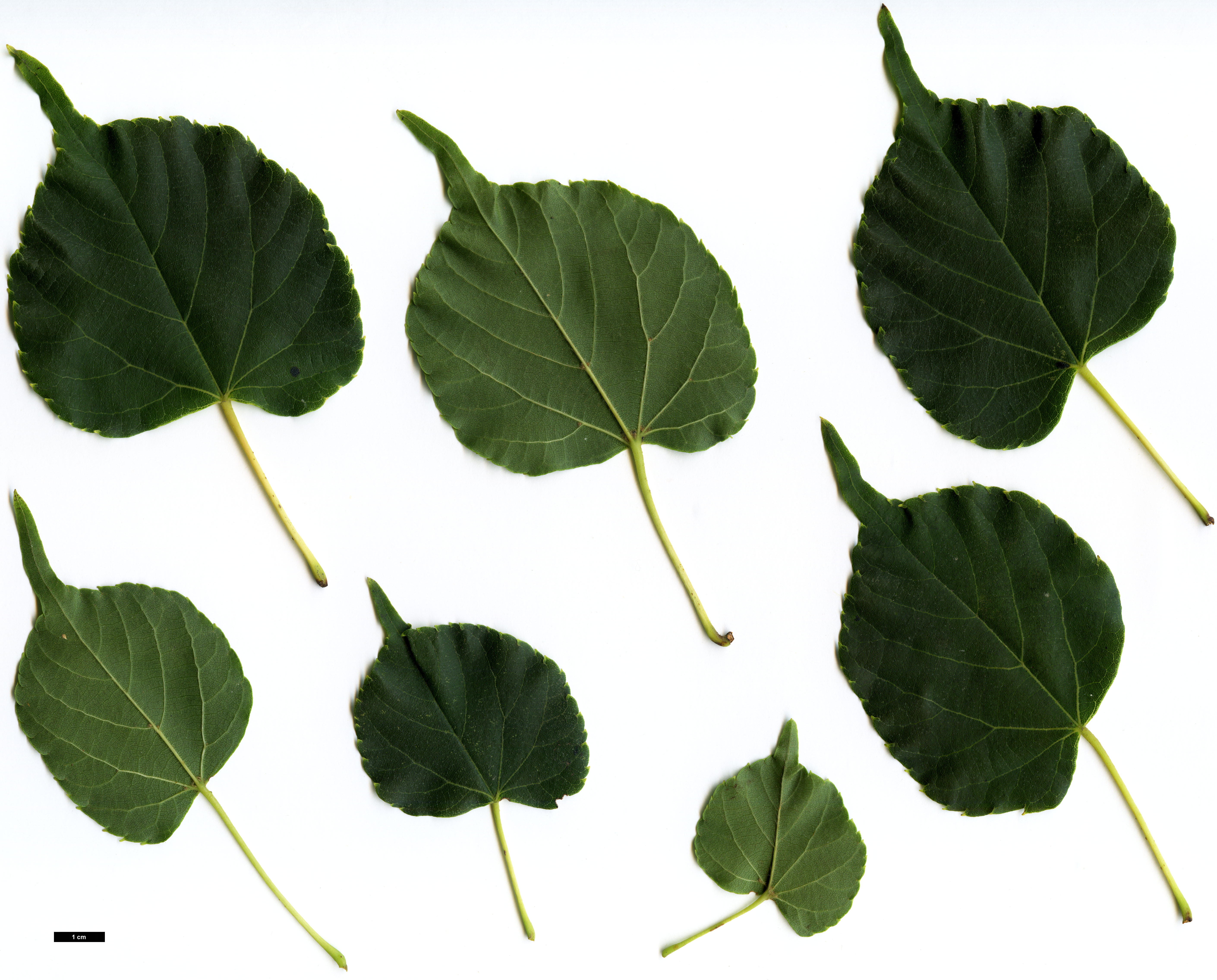 High resolution image: Family: Malvaceae - Genus: Tilia - Taxon: japonica