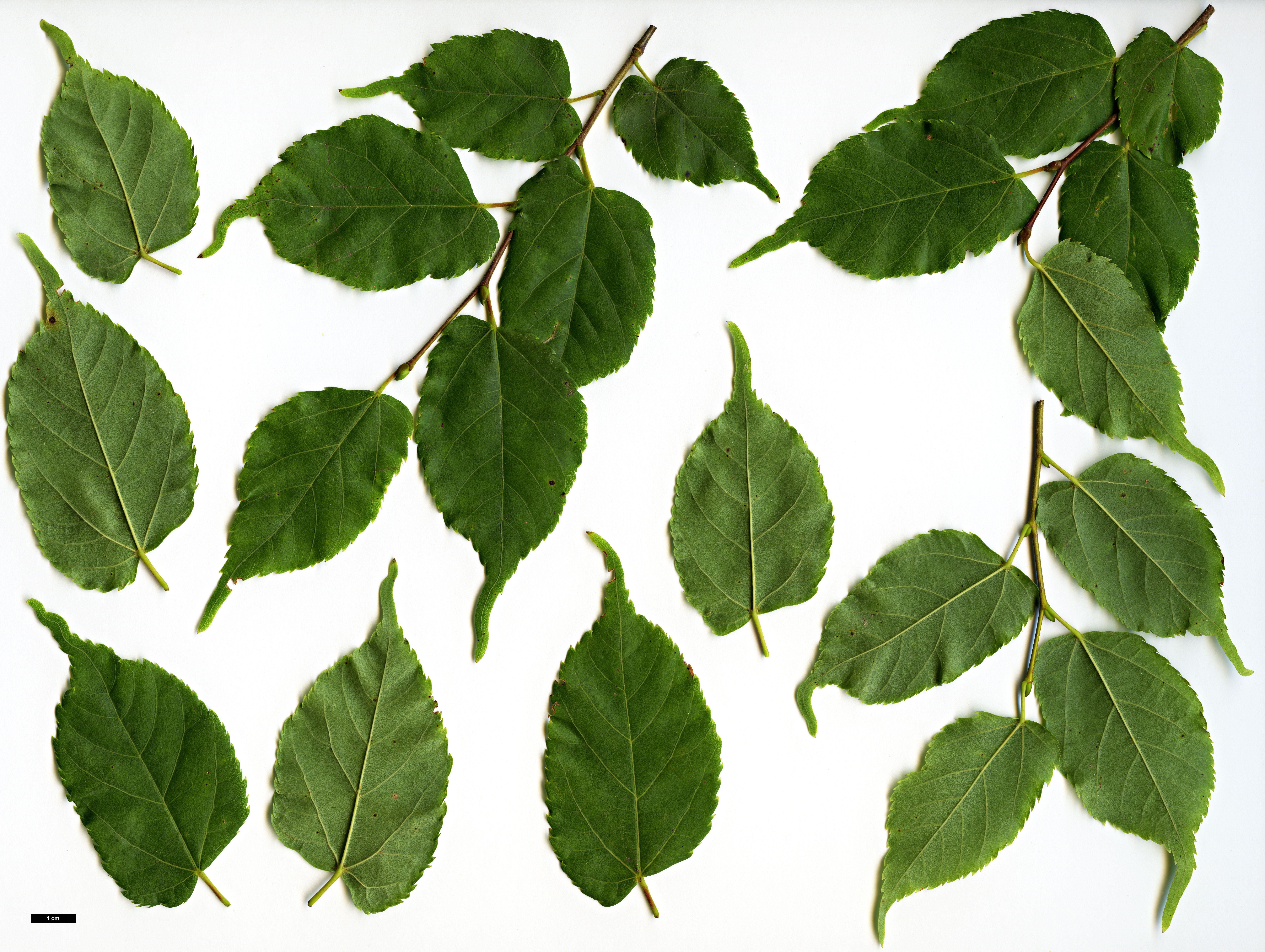 High resolution image: Family: Malvaceae - Genus: Tilia - Taxon: kiusiana