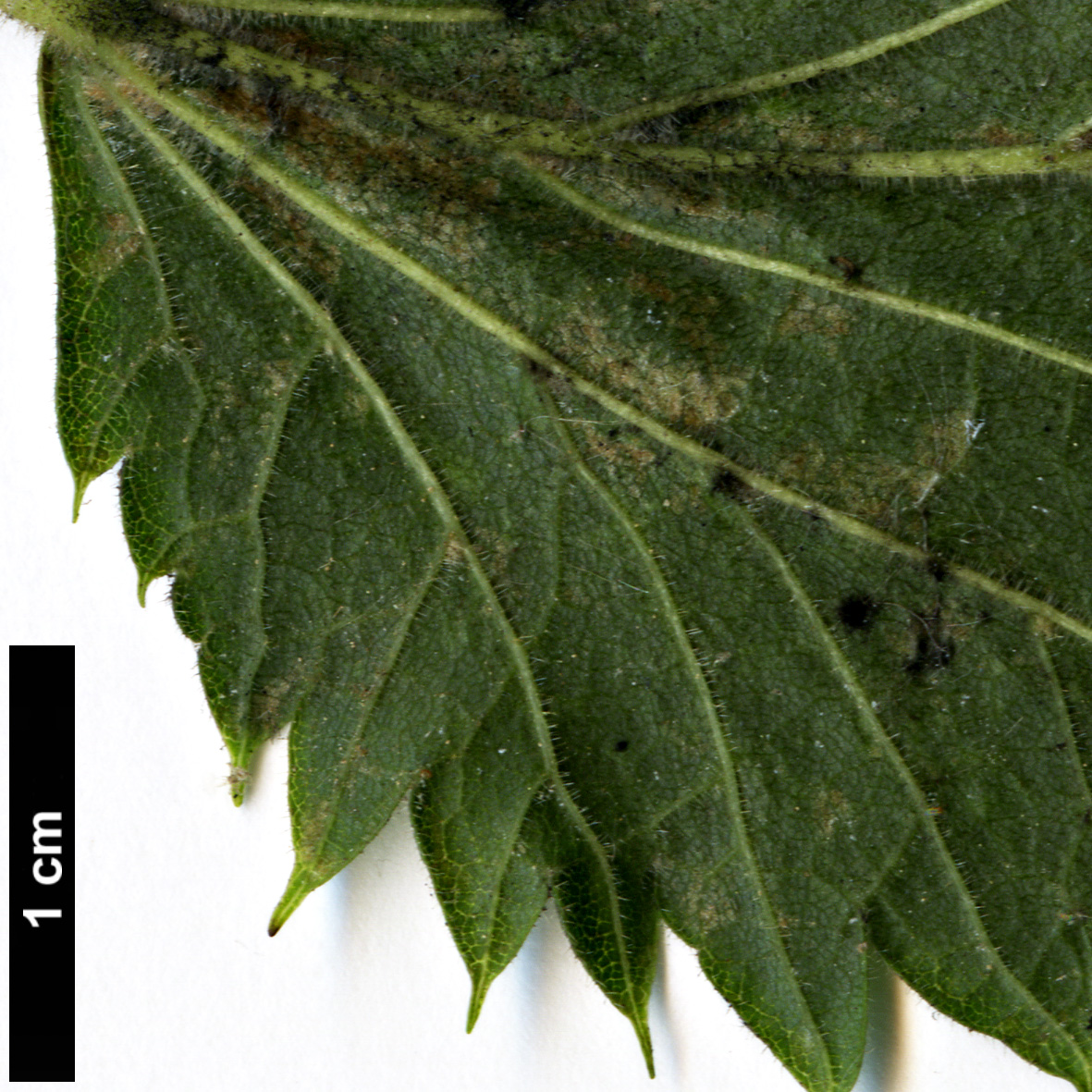 High resolution image: Family: Malvaceae - Genus: Tilia - Taxon: platyphyllos - SpeciesSub: 'Laciniata'