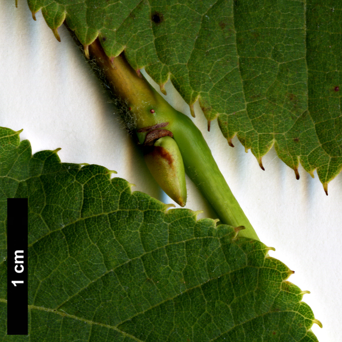 High resolution image: Family: Malvaceae - Genus: Tilia - Taxon: platyphyllos