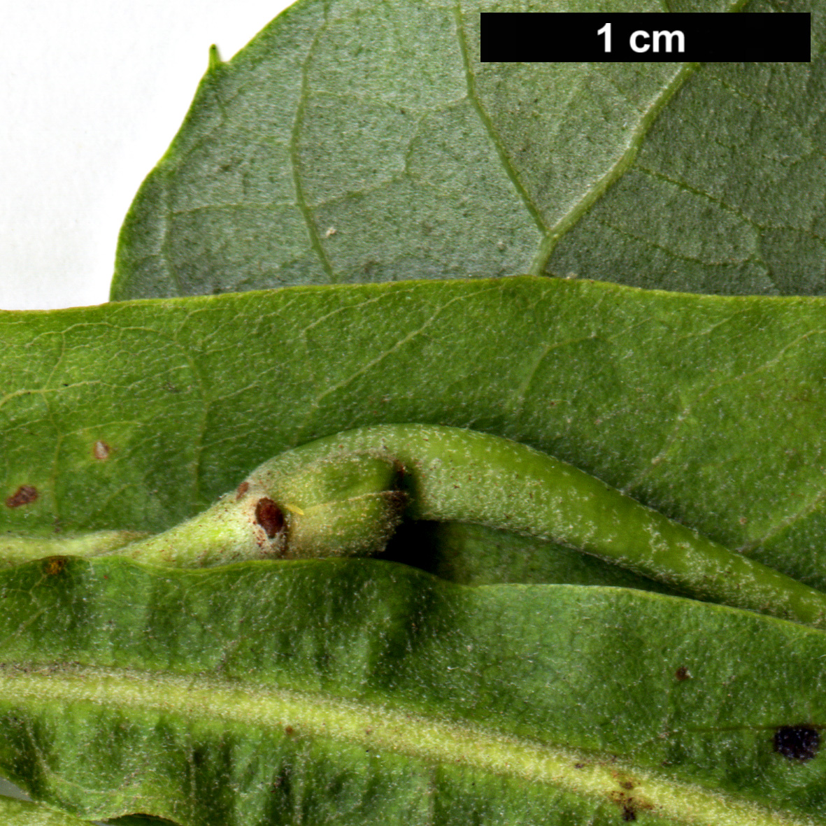 High resolution image: Family: Malvaceae - Genus: Tilia - Taxon: tomentosa - SpeciesSub: 'Petiolaris'