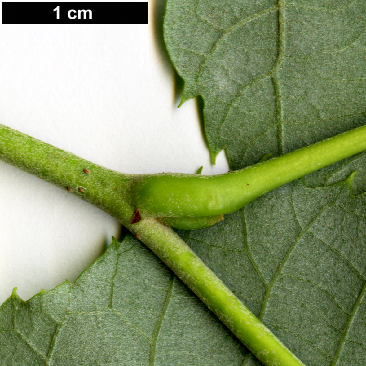 High resolution image: Family: Malvaceae - Genus: Tilia - Taxon: tomentosa